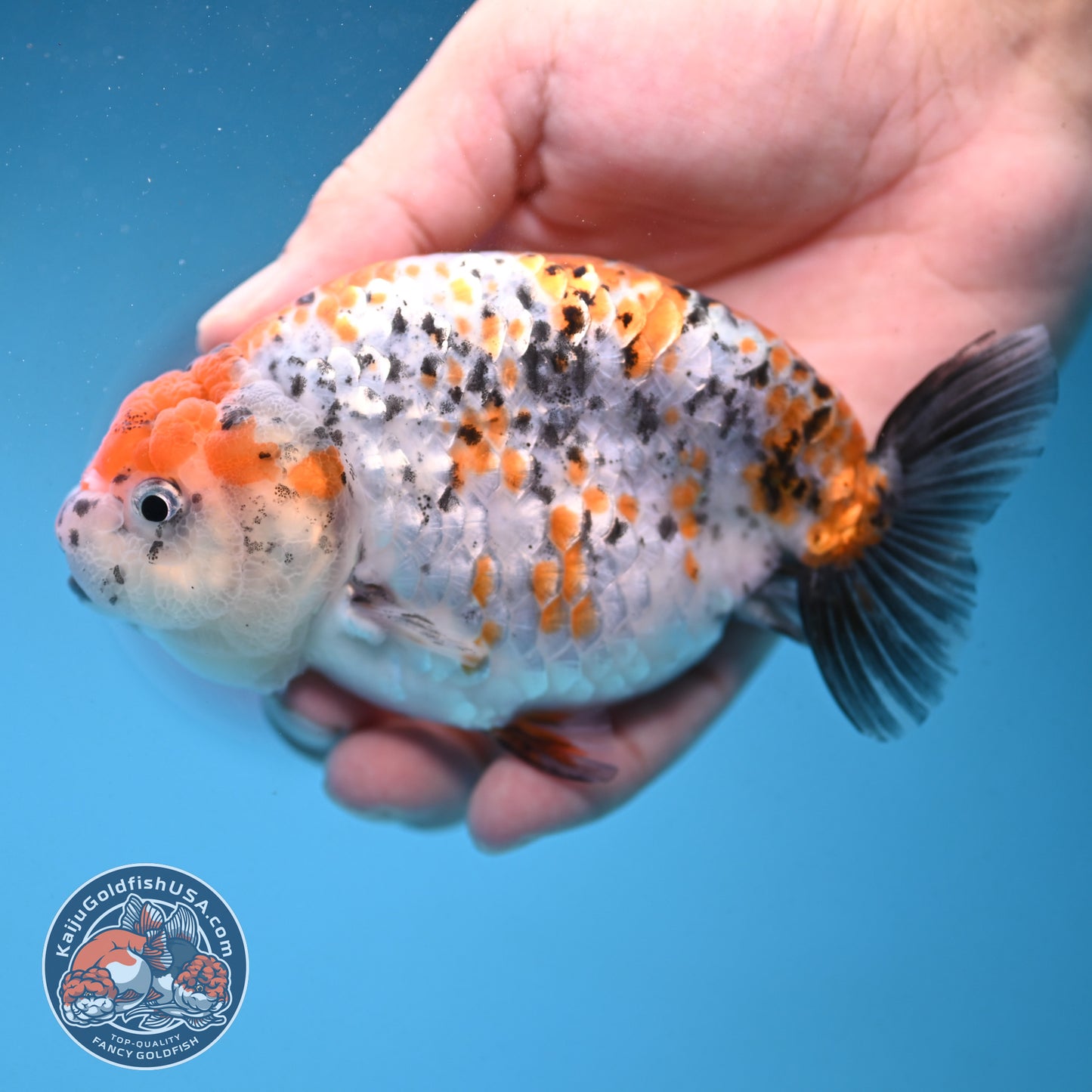 Calico Ranchu 4.5 inch Body (250926_RC02)