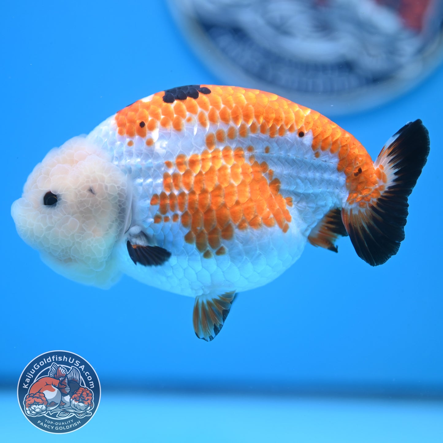 Tricolor Tiny Tail Ranchu 4.75 inches Body (250523_RC02)
