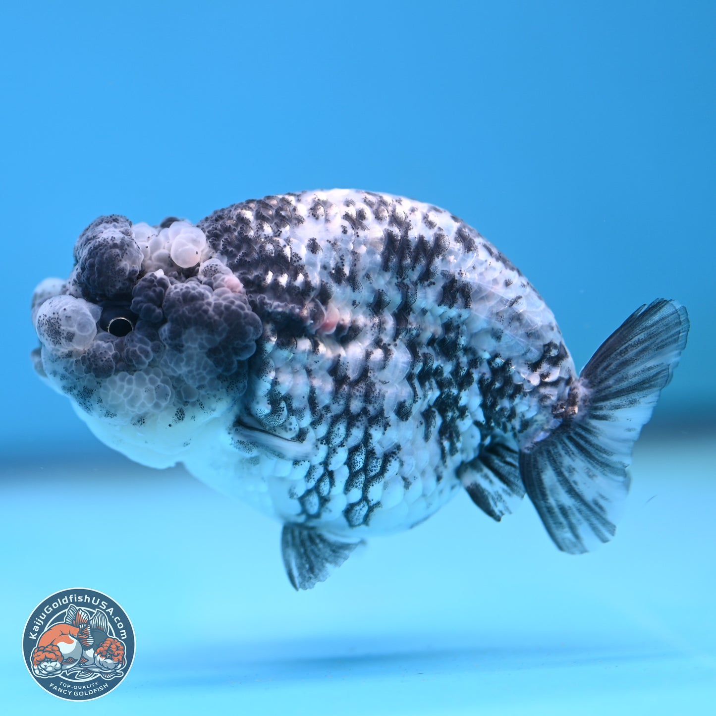 Blue Based Tiger Ranchu 3.5 inches Body - Female (250117_RC02) - Kaiju Goldfish USA