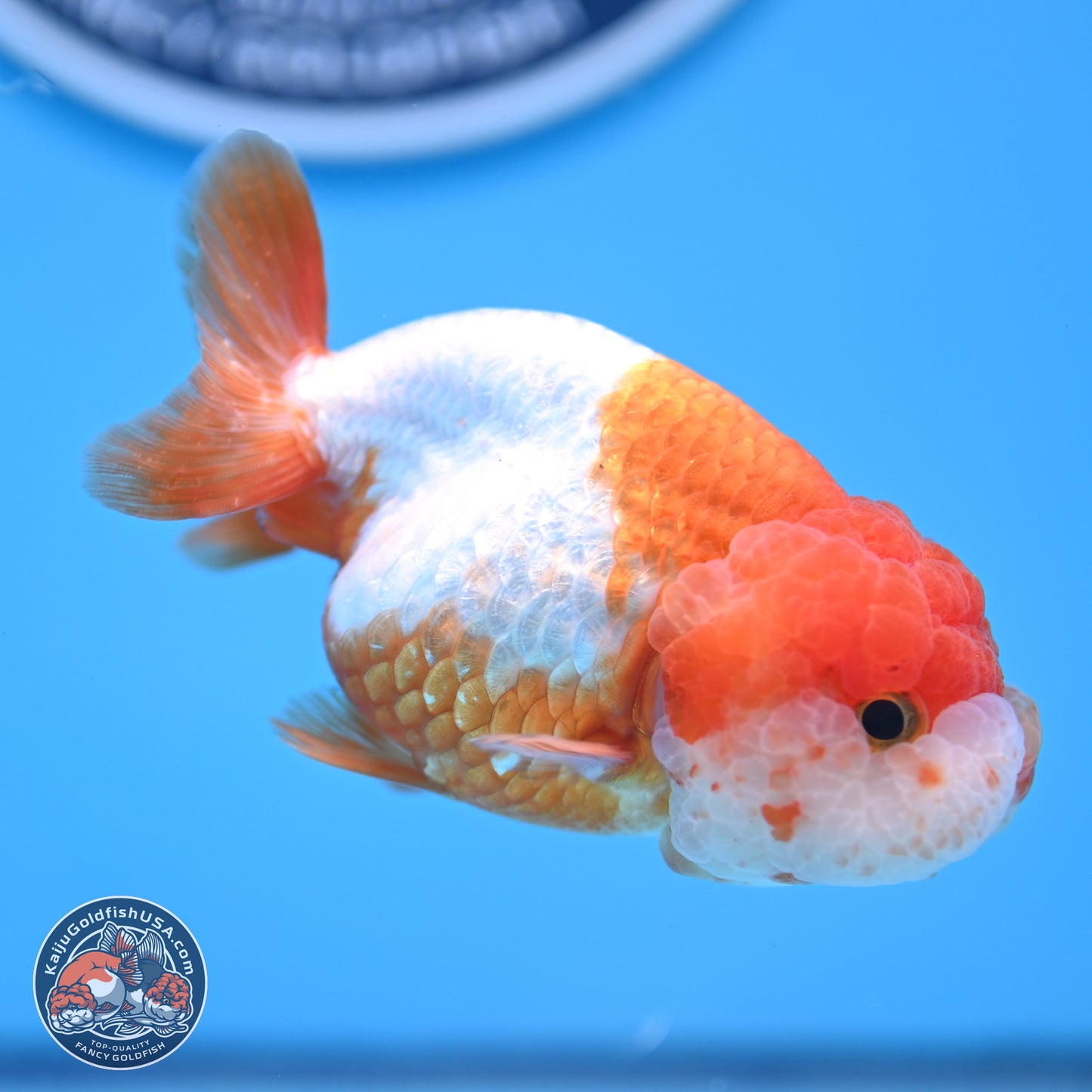 Red White Lionchu 3.5in body (240809_RC02) - Kaiju Goldfish USA