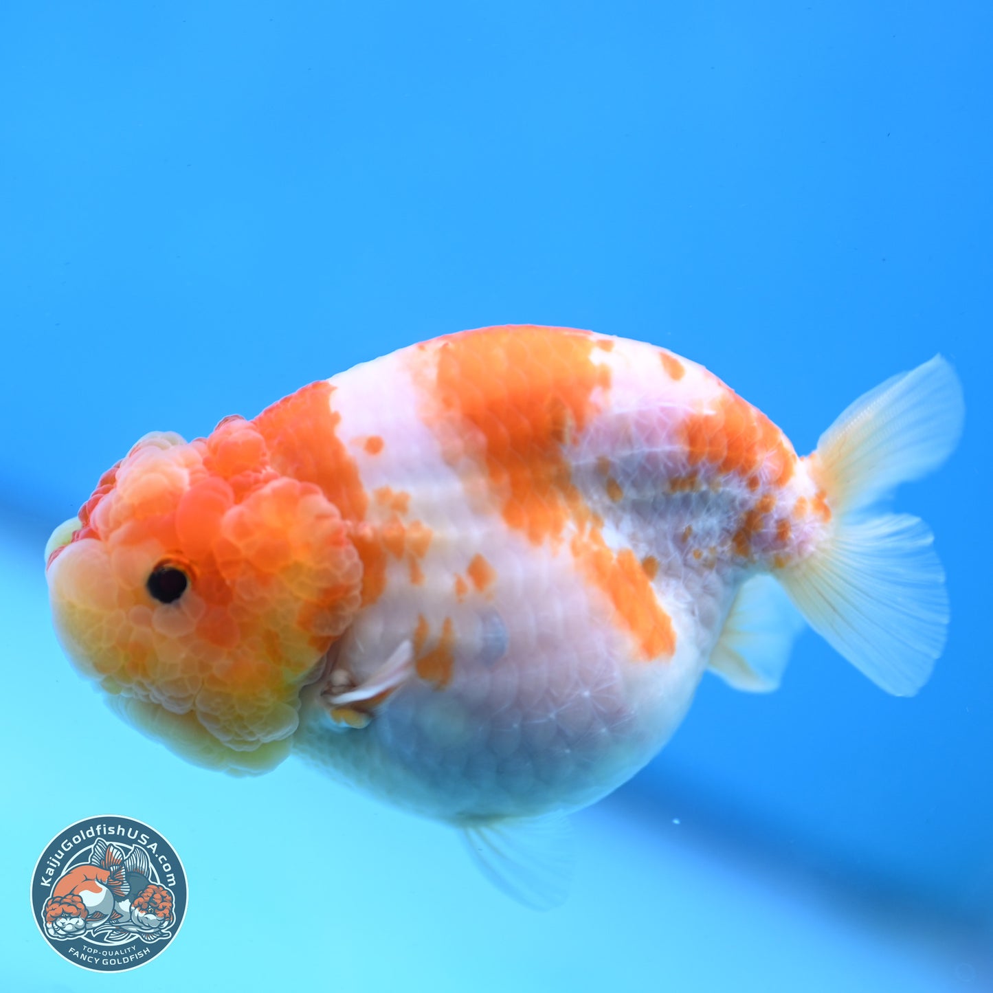 Sakura Ranchu 3.25 inches Body - Female (250228_RC02)