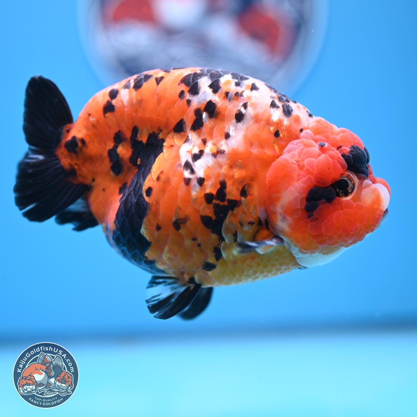 Jumbo Tricolor Cow Ranchu 5.5 inches Body - Female (241227_RC02) - Kaiju Goldfish USA