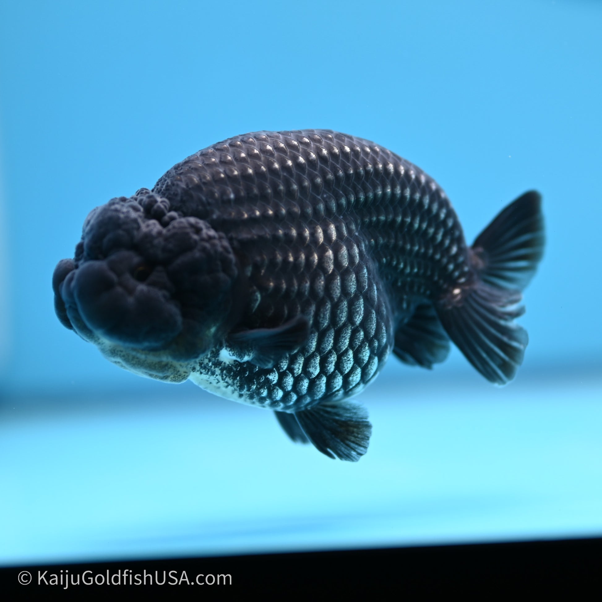 Black Platinum Ranchu 3.5 in Body (240719_RC02) - Kaiju Goldfish USA