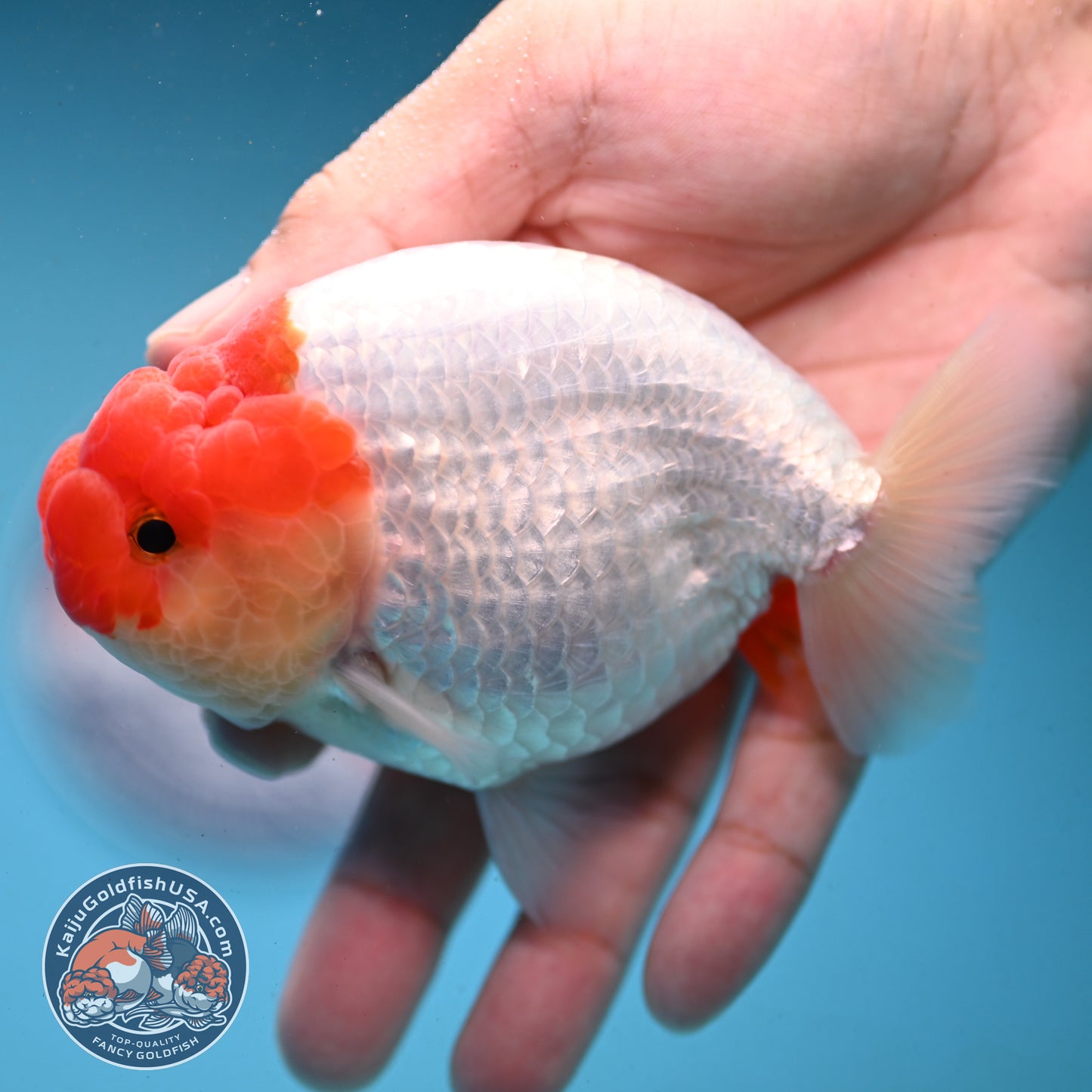 Red White Buffalo Ranchu 4 inch Body (251003_RC02)