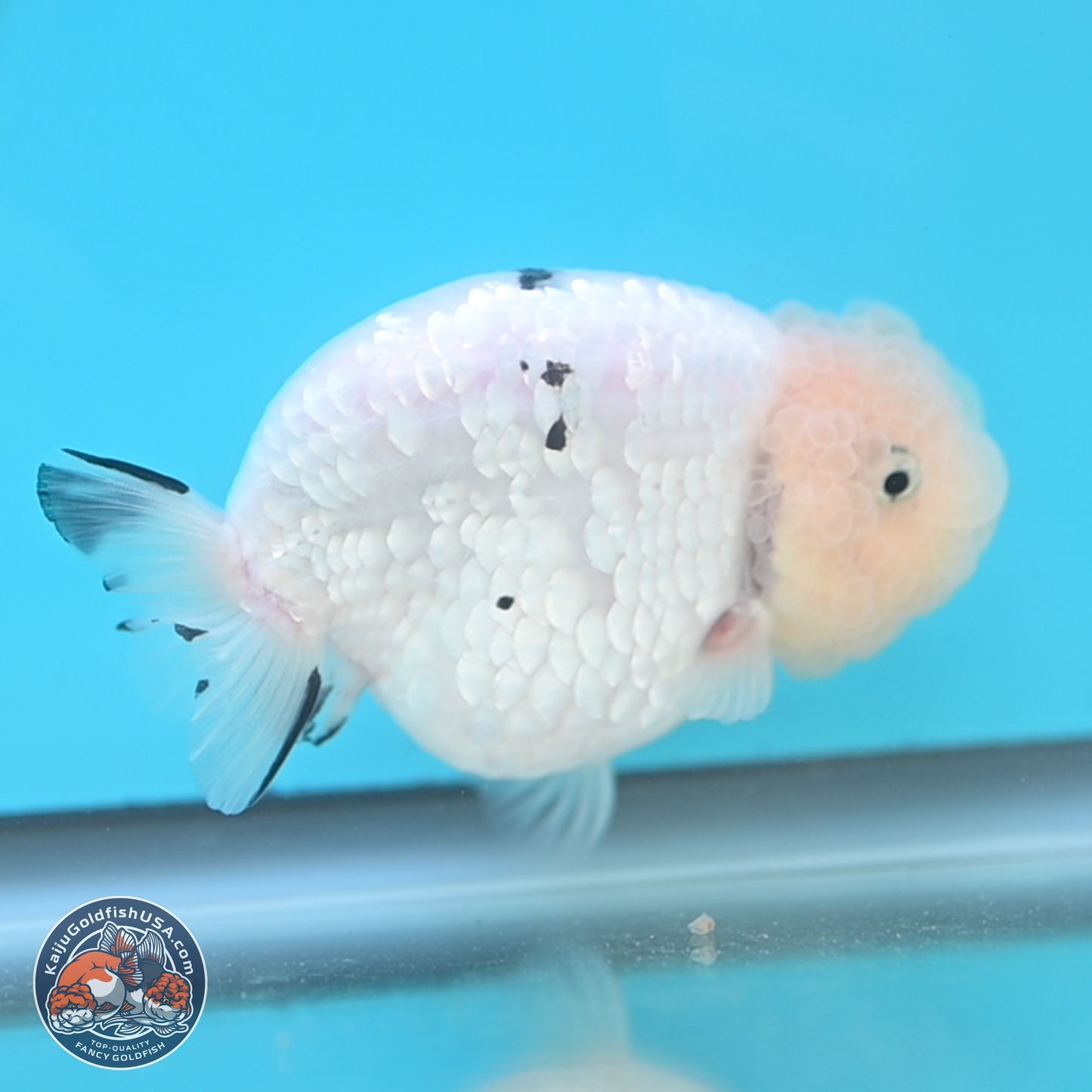 Jade Head White Tiger Ranchu 4 inches Body - Female (250131_RC02)