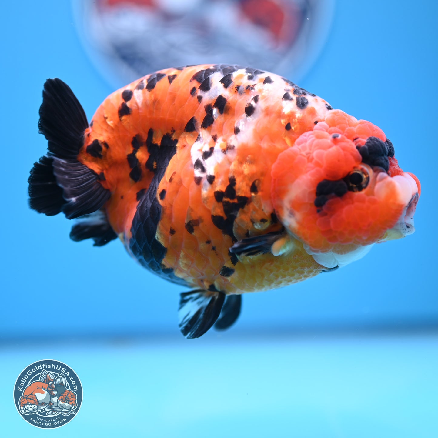 Jumbo Tricolor Cow Ranchu 5.5 inches Body - Female (241227_RC02) - Kaiju Goldfish USA