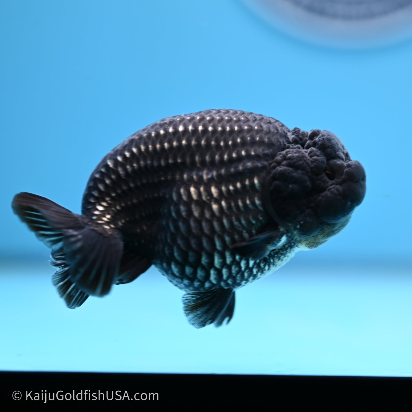 Black Platinum Ranchu 3.5 in Body (240719_RC02) - Kaiju Goldfish USA