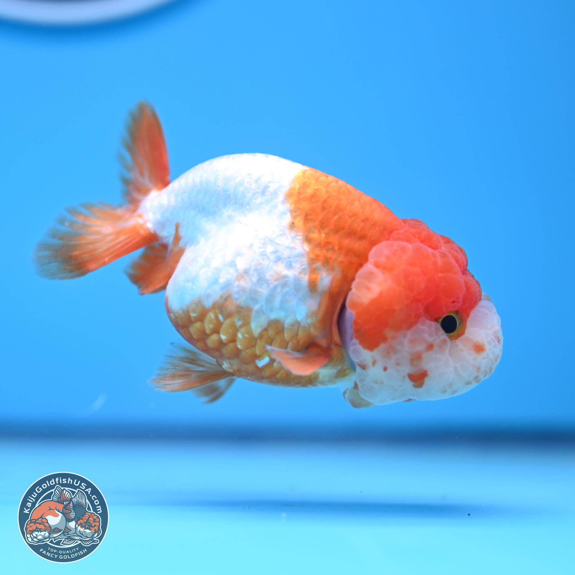 Red White Lionchu 3.5in body (240809_RC02) - Kaiju Goldfish USA