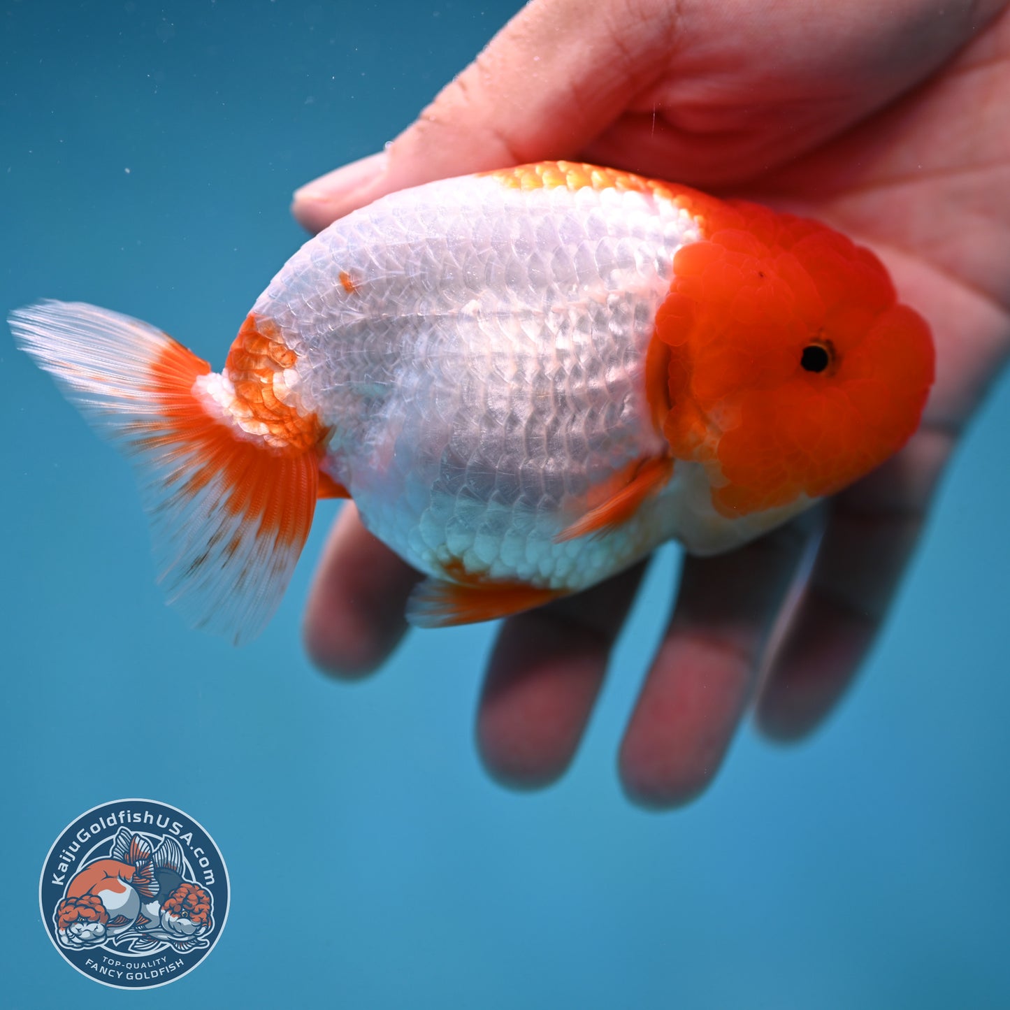 Red Head Buffalo Ranchu 4 inch Body (250912_RC02)
