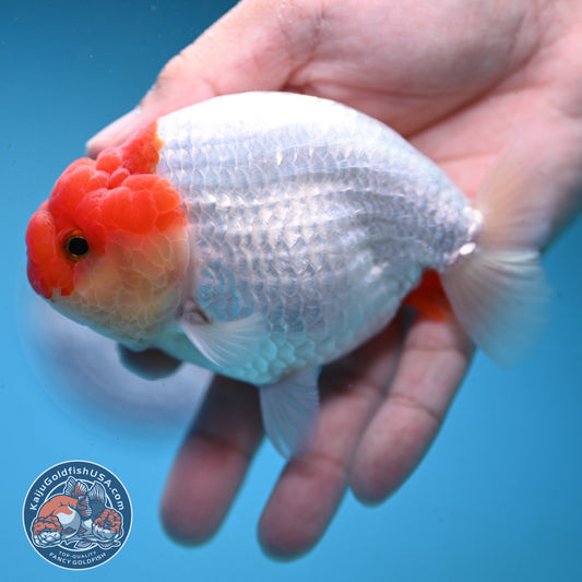 Red White Buffalo Ranchu 4 inch Body (251003_RC02)