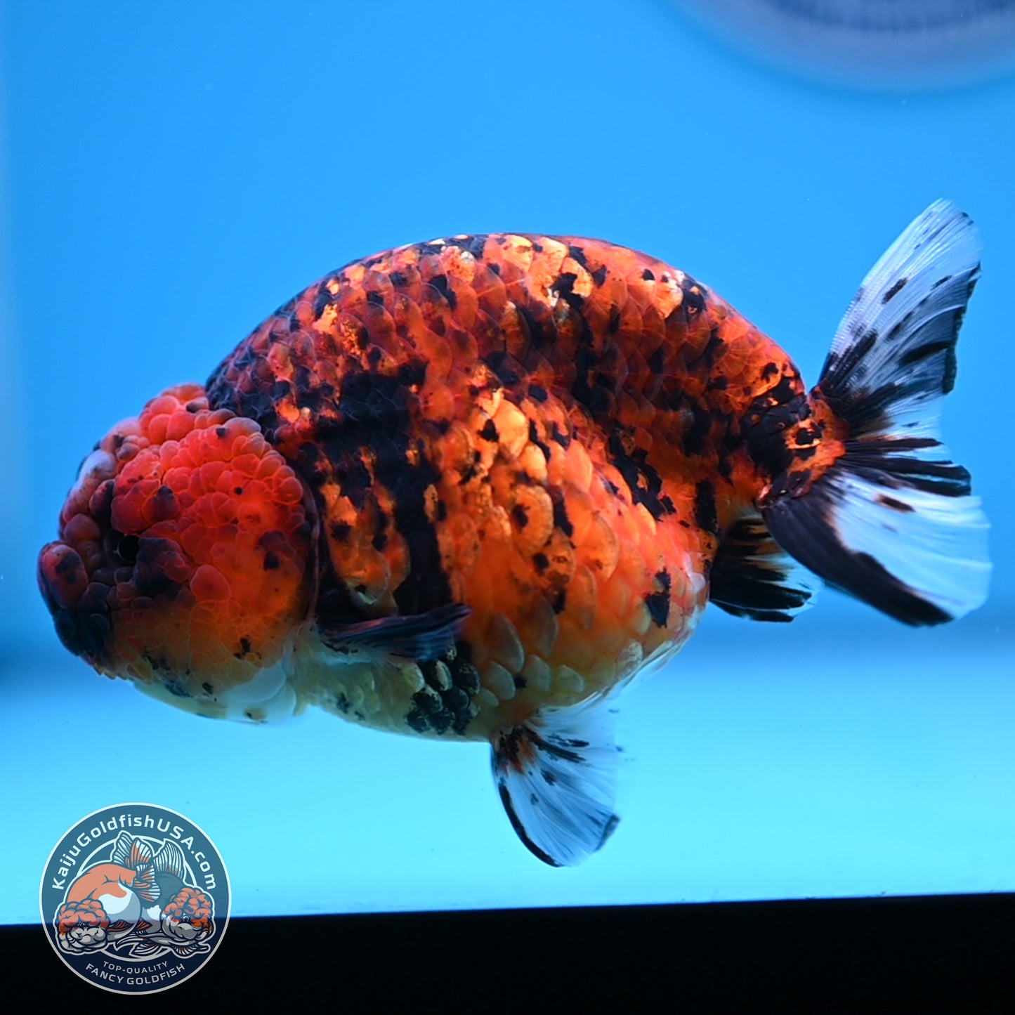 Tiger Ranchu 4.5 inches Body (250530_RC02)