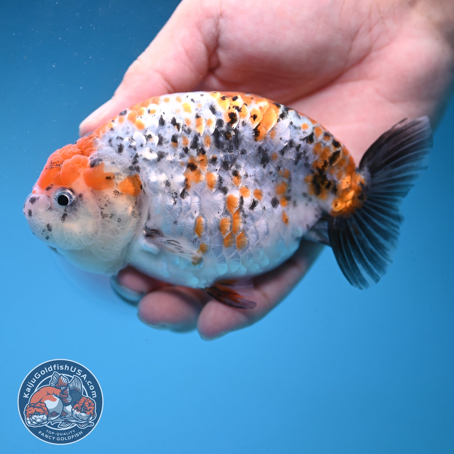 Calico Ranchu 4.5 inch Body (250926_RC02)