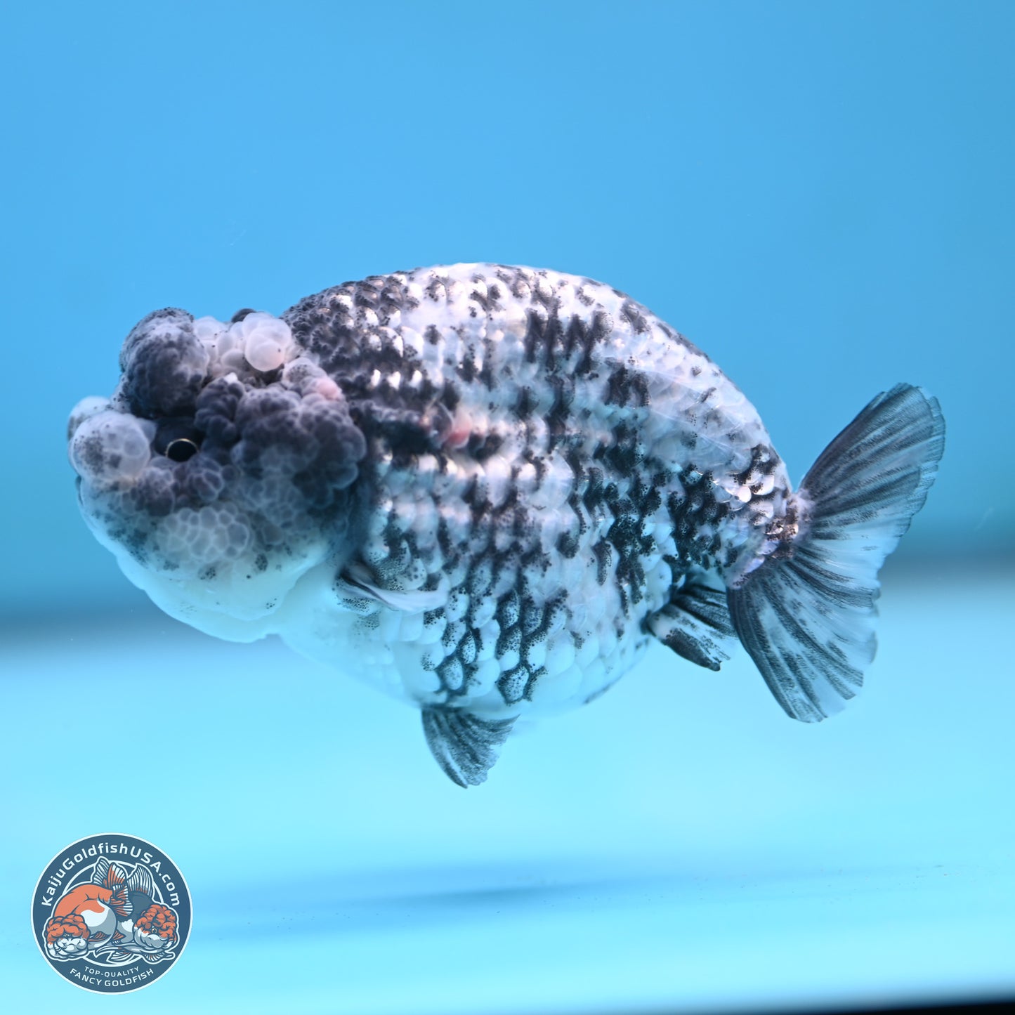 Blue Based Tiger Ranchu 3.5 inches Body - Female (250117_RC02) - Kaiju Goldfish USA