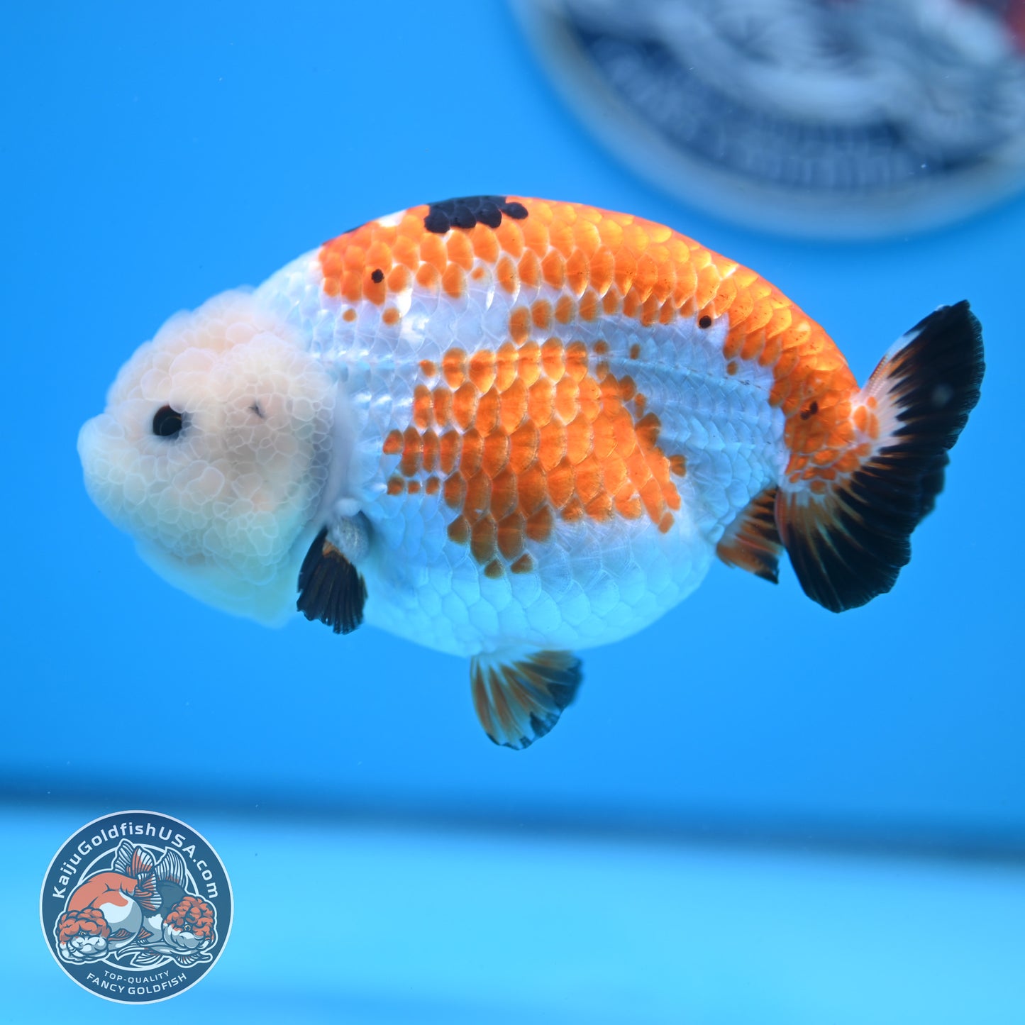 Tricolor Tiny Tail Ranchu 4.75 inches Body (250523_RC02)