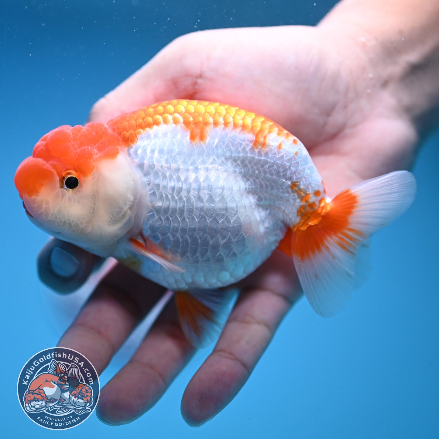 Red White Buffalo Ranchu 4 inch Body (250919_RC02)
