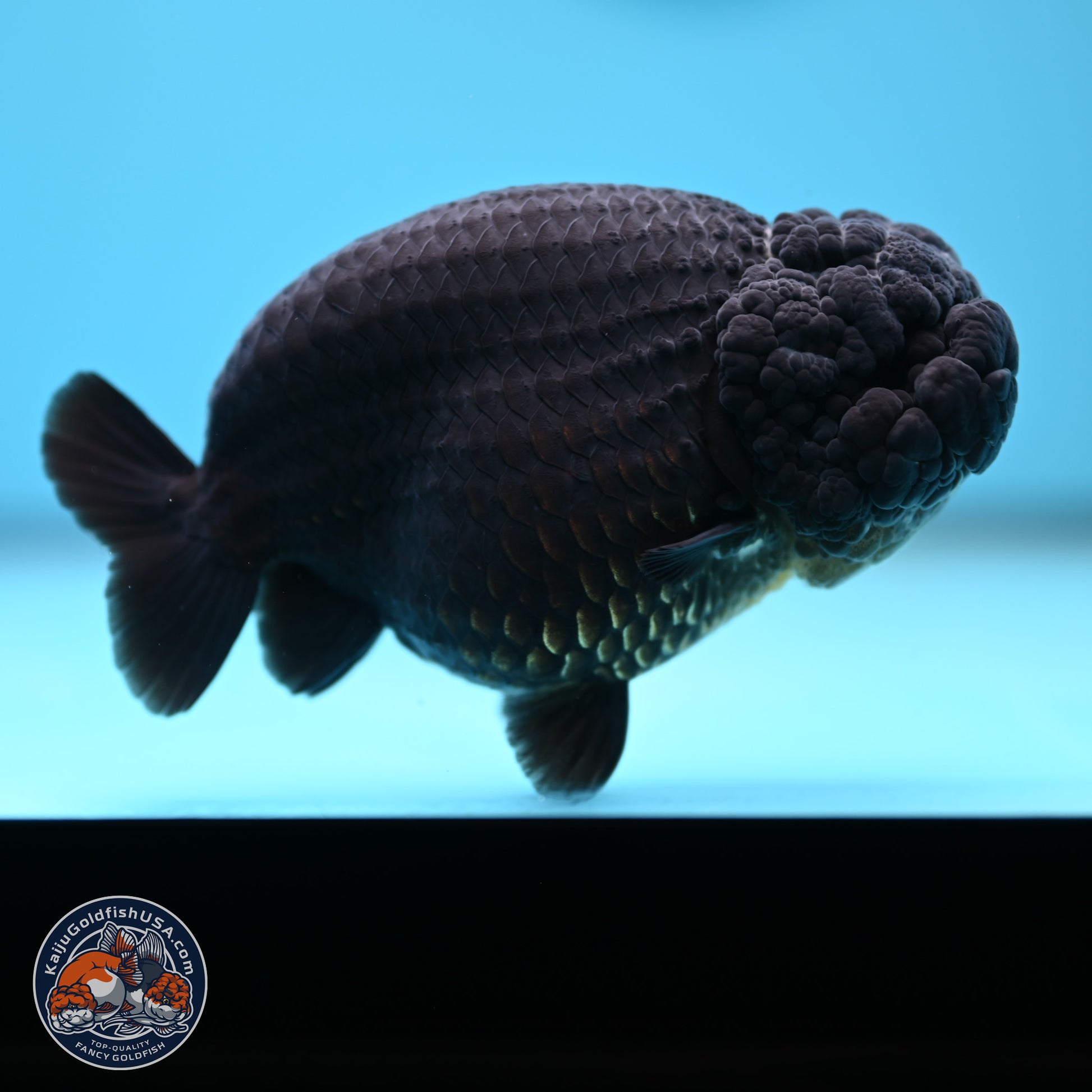 Jet Black Ranchu 5 inches (241101_RC02) - Kaiju Goldfish USA