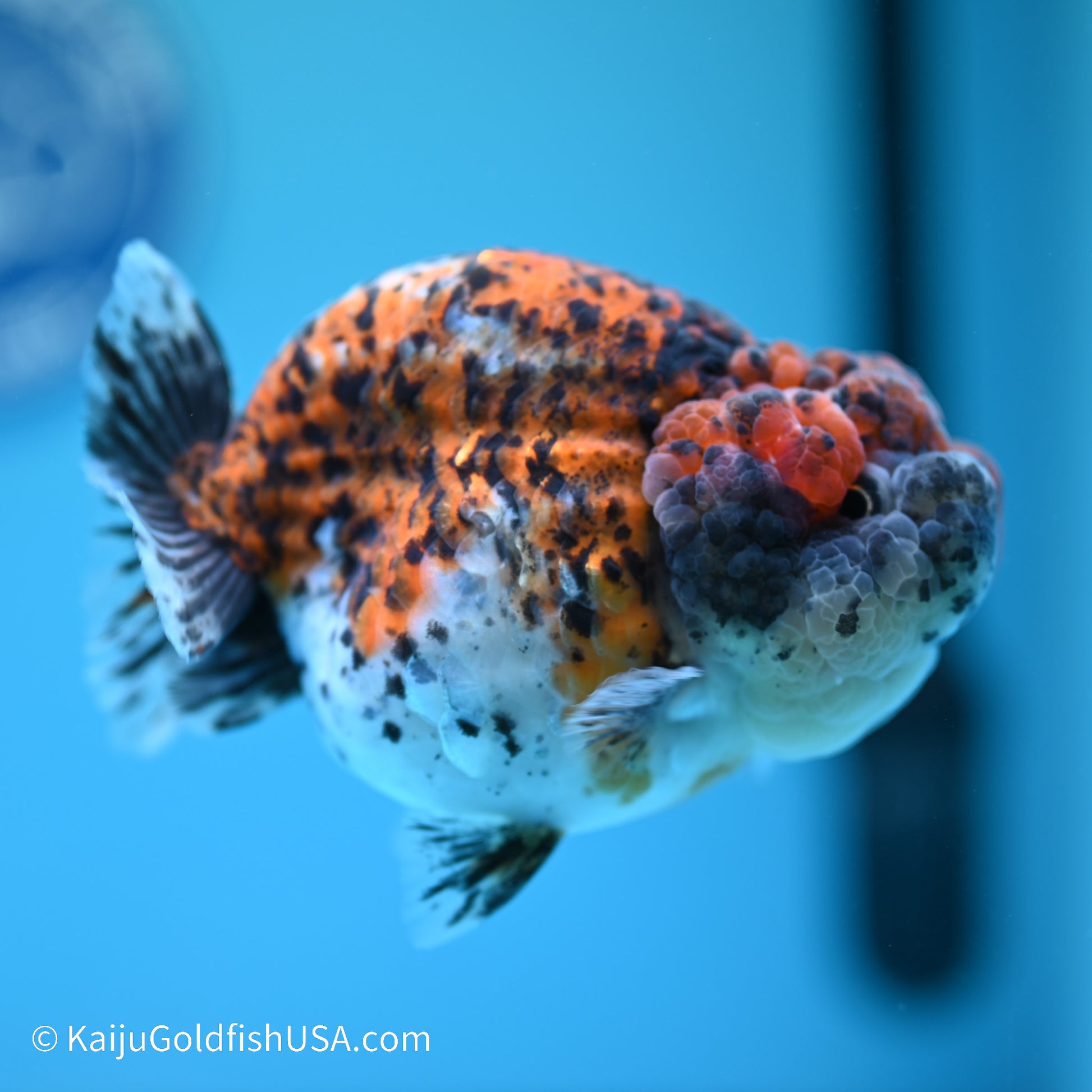 Calico Chubby Cheeks Ranchu 4 inches (240517_RC02) - Kaiju Goldfish USA
