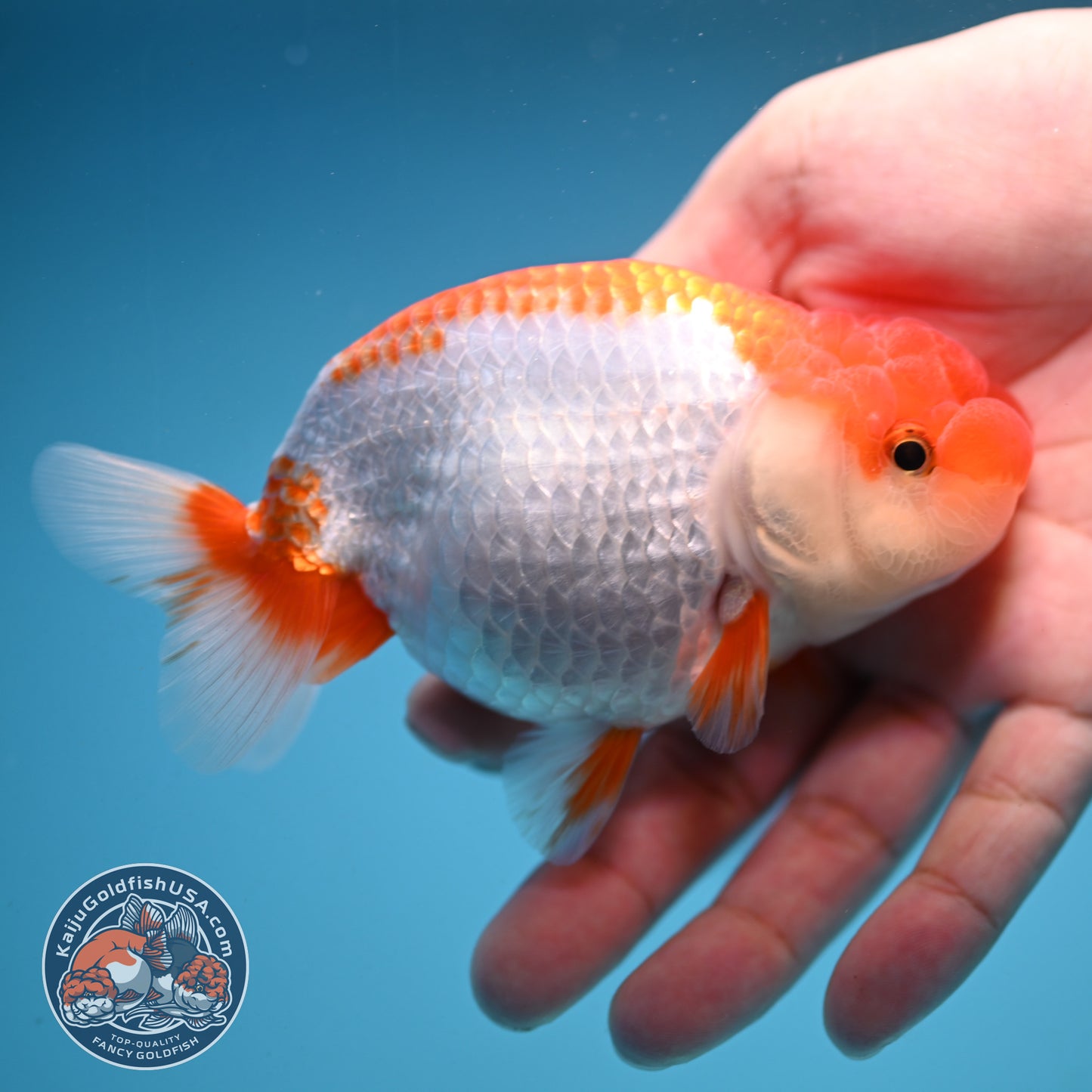 Red White Buffalo Ranchu 4 inch Body (250919_RC02)