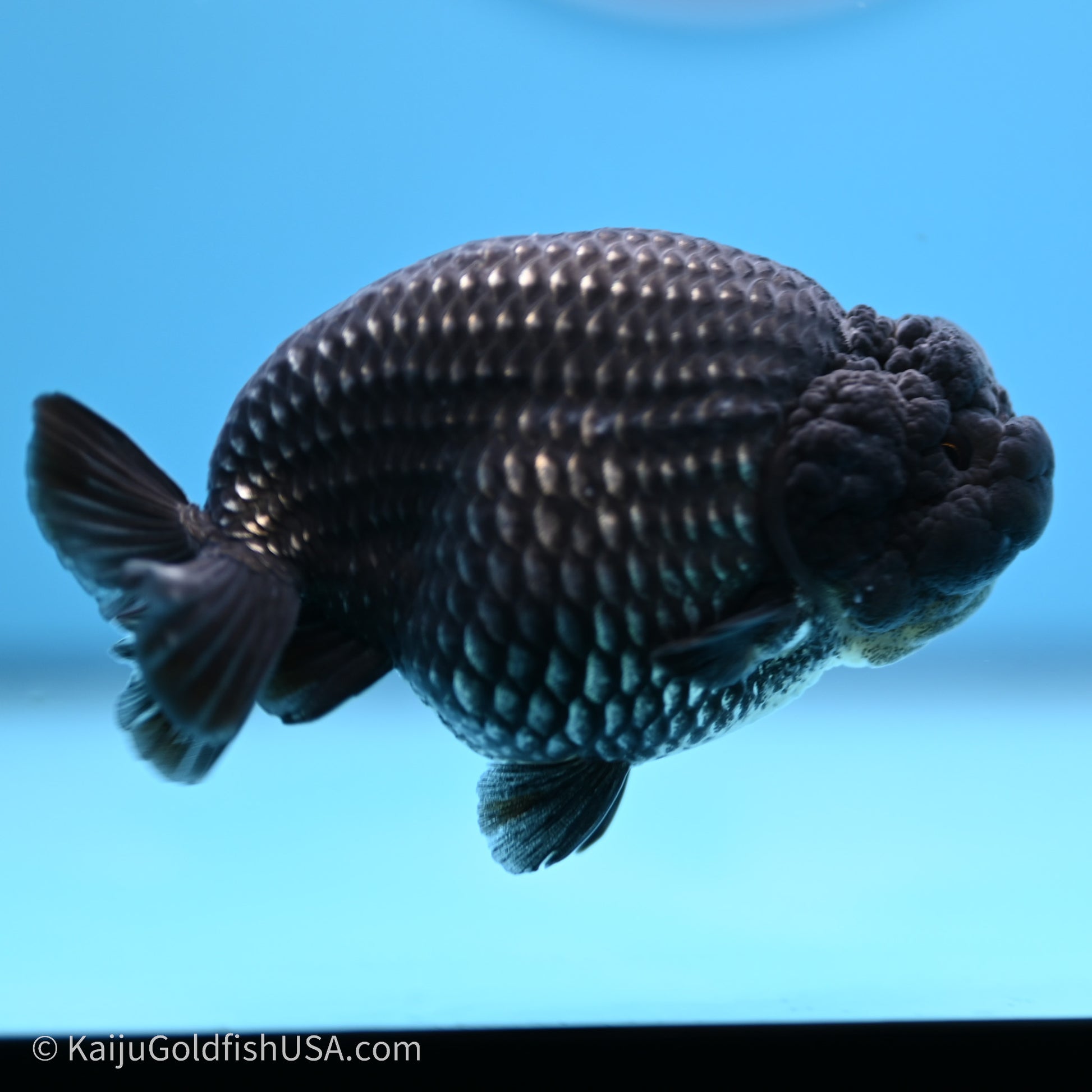 Black Platinum Ranchu 3.5 in Body (240719_RC02) - Kaiju Goldfish USA