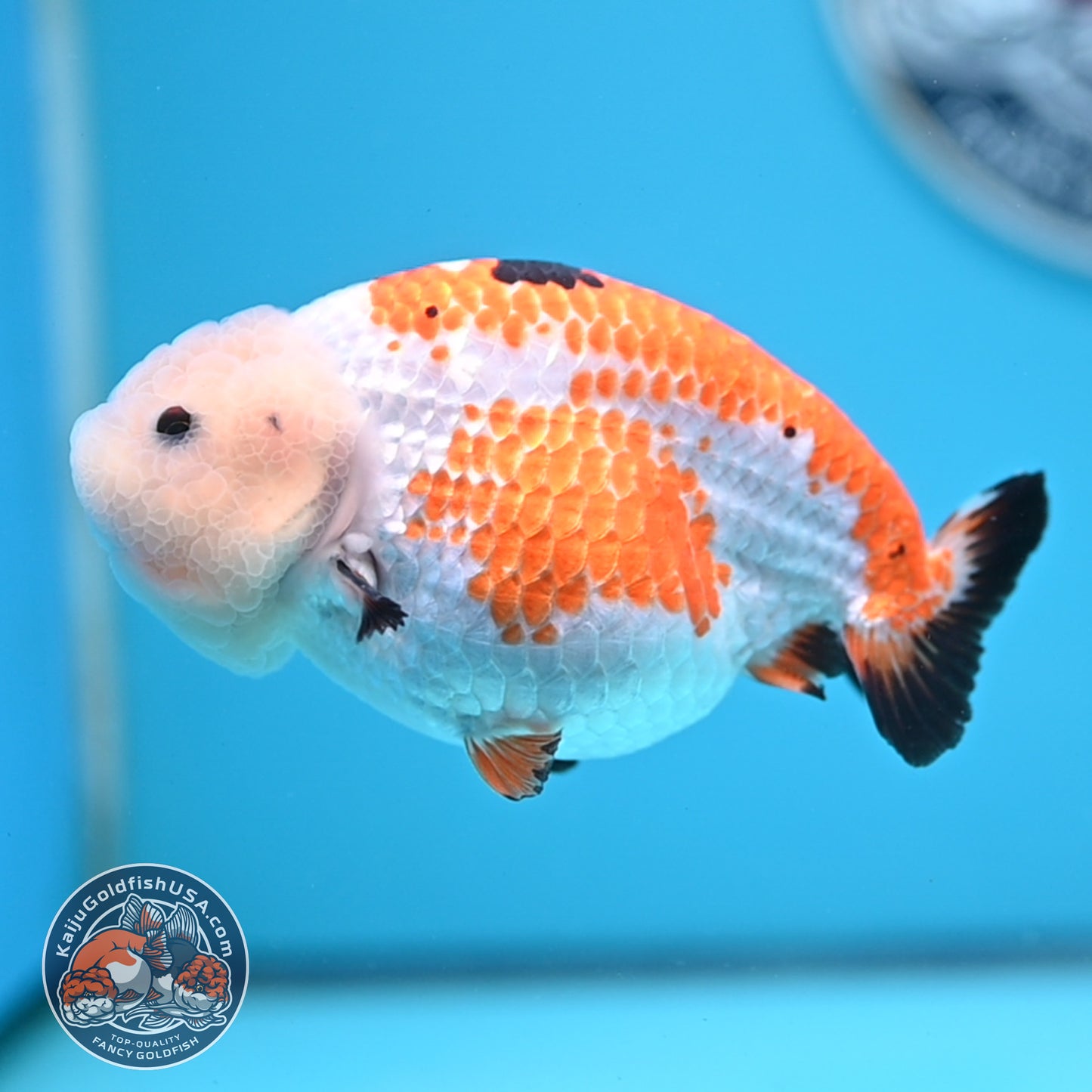 Tricolor Tiny Tail Ranchu 4.75 inches Body (250523_RC02)
