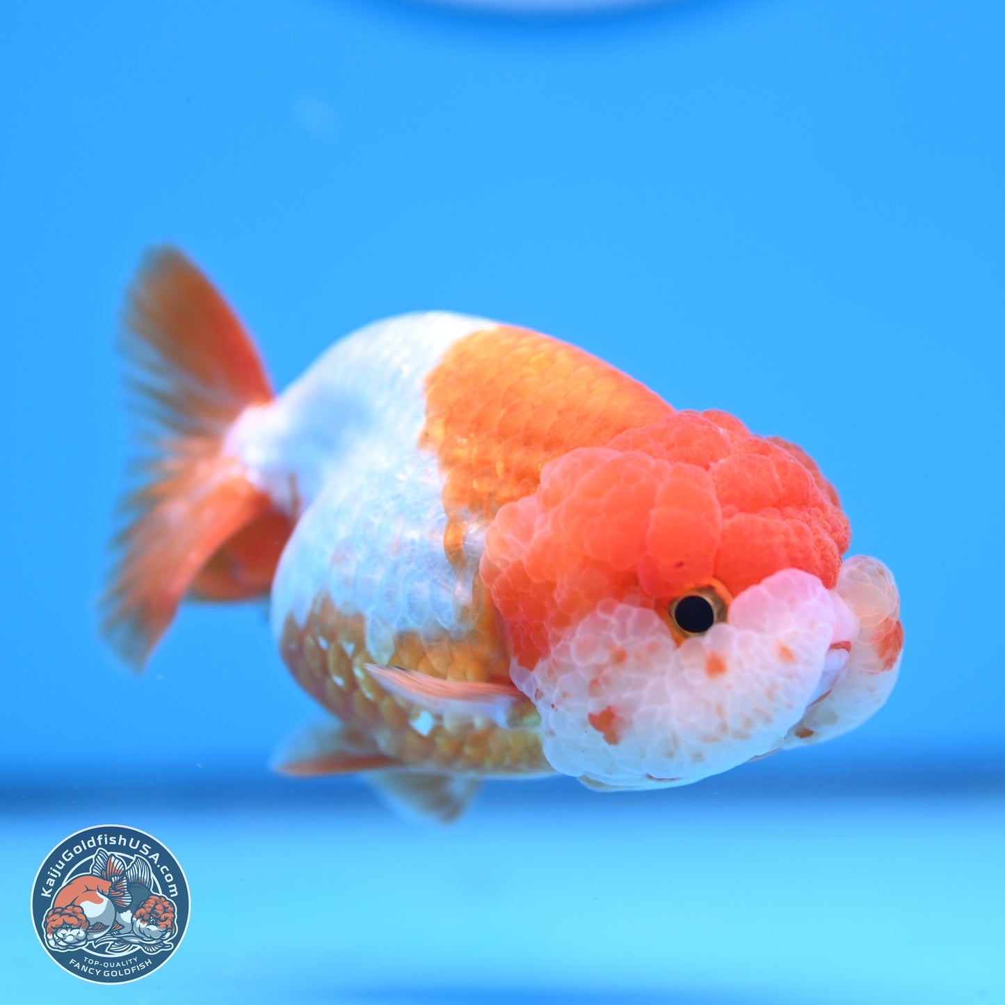 Red White Lionchu 3.5in body (240809_RC02) - Kaiju Goldfish USA