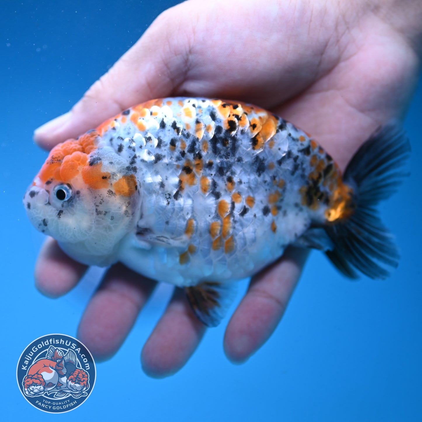 Calico Ranchu 4.5 inch Body (250926_RC02)