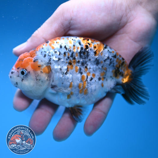Calico Ranchu 4.5 inch Body (250926_RC02)