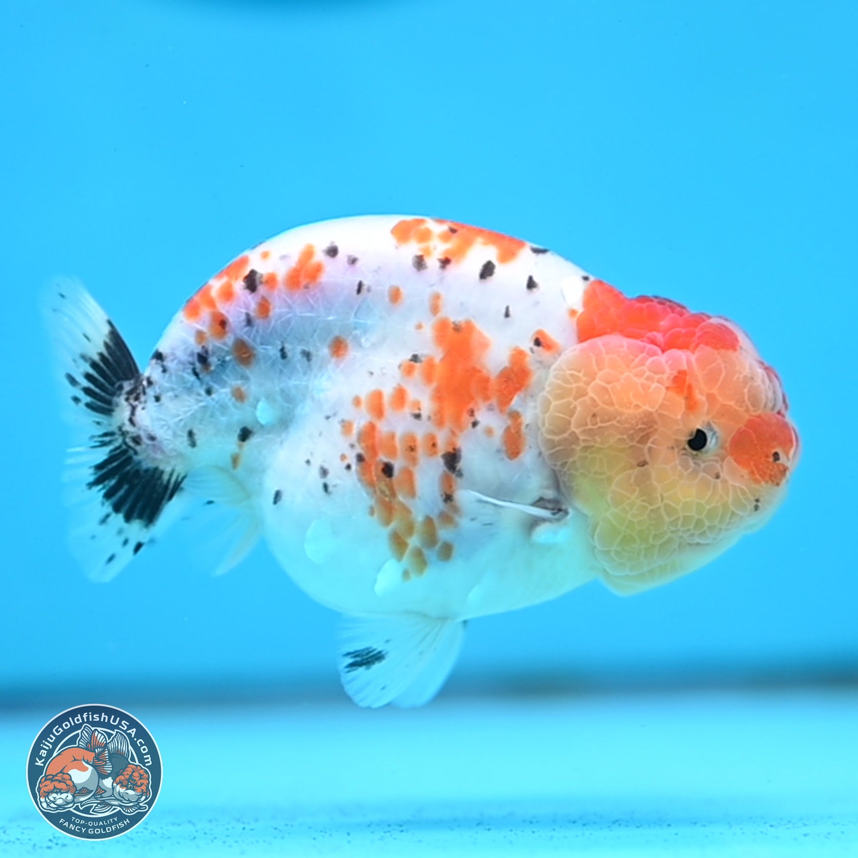 Tricolor Sakura Ranchu Goldfish for Sale | Kaiju Goldfish USA