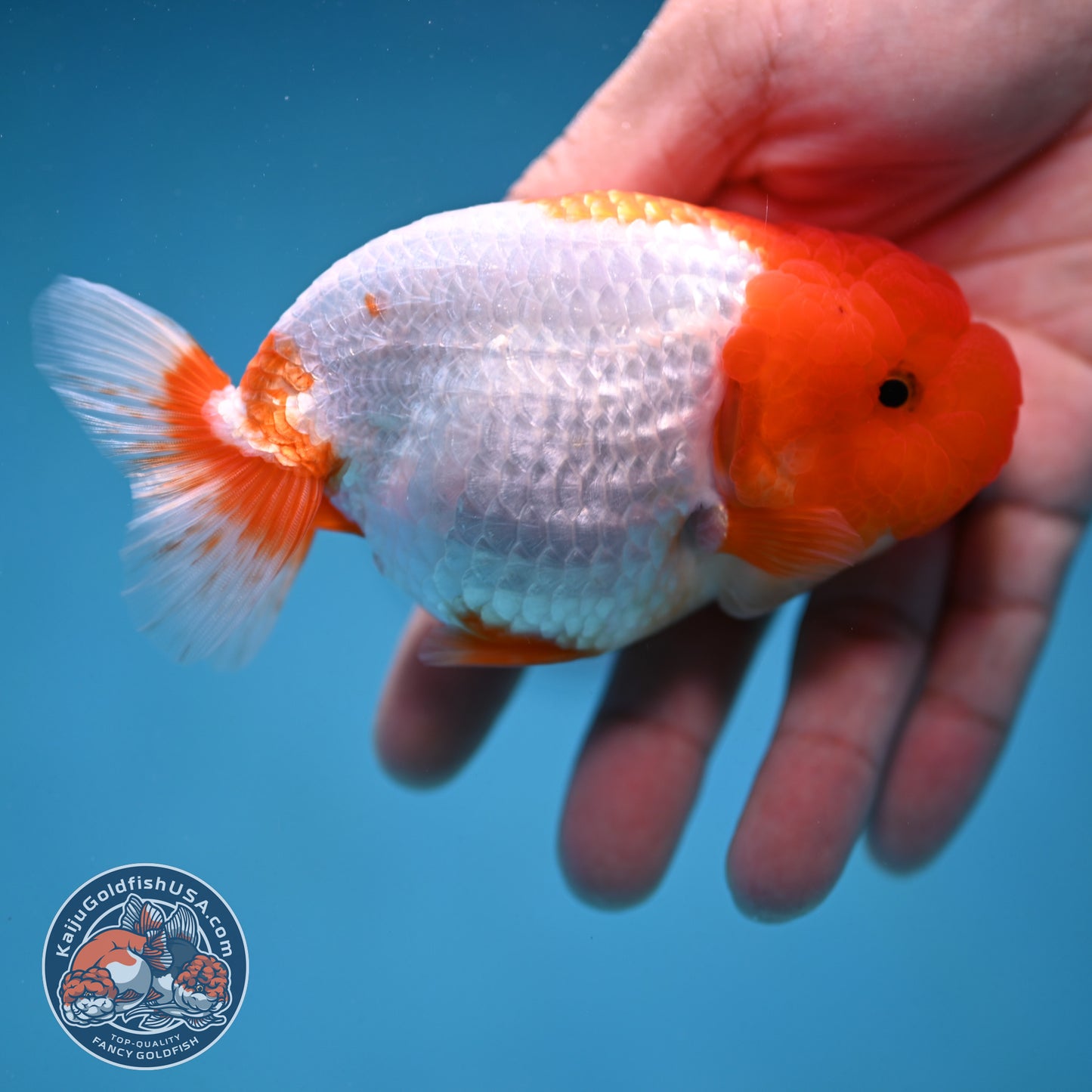 Red Head Buffalo Ranchu 4 inch Body (250912_RC02)
