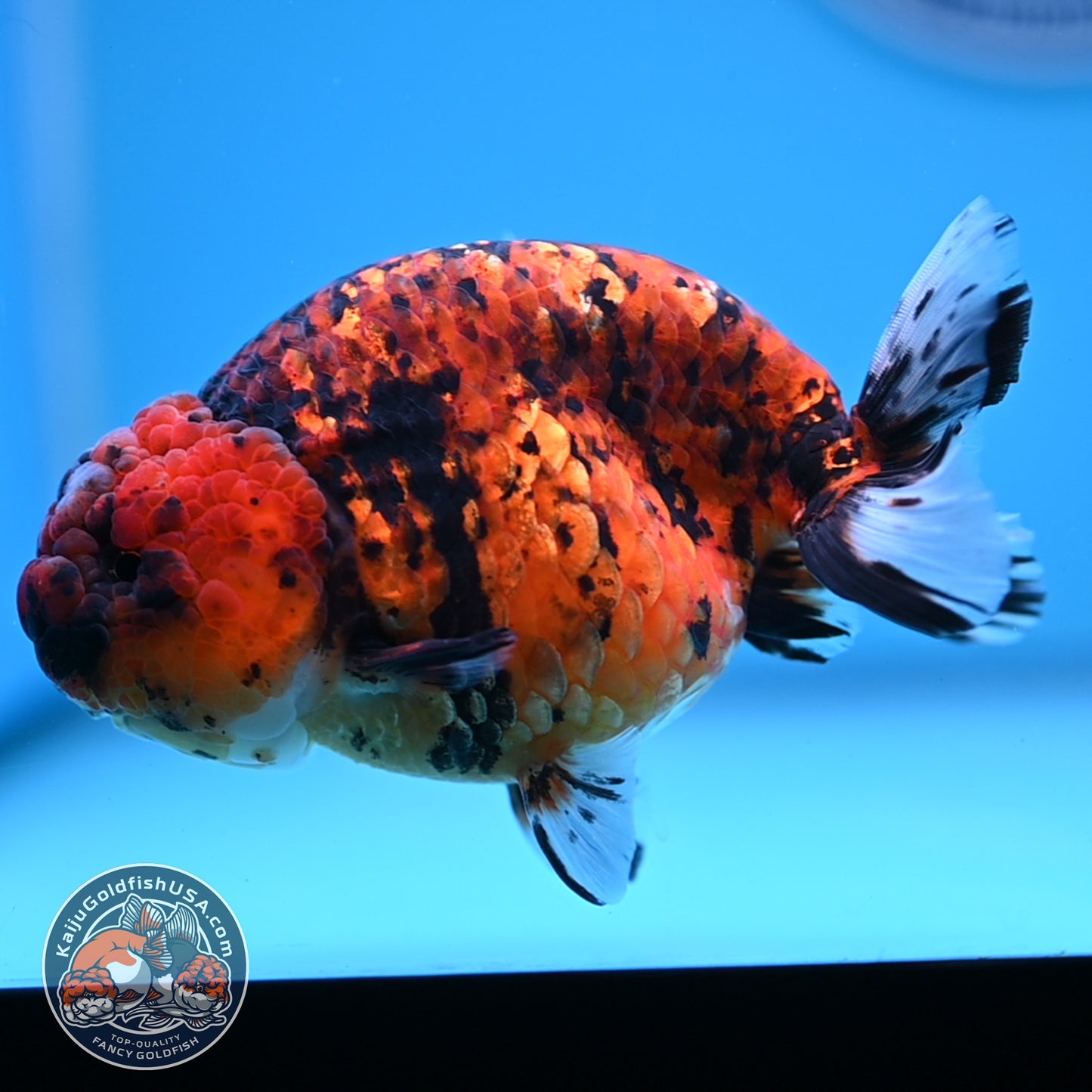 Tiger Ranchu 4.5 inches Body (250530_RC02)