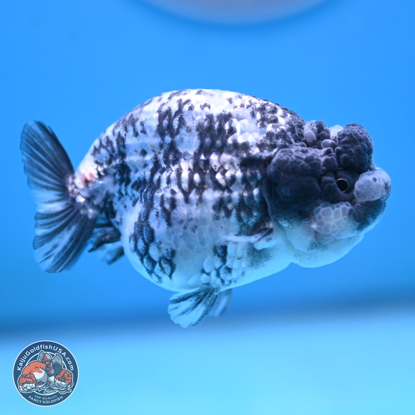 Blue Based Tiger Ranchu 3.5 inches Body - Female (250117_RC02) - Kaiju Goldfish USA