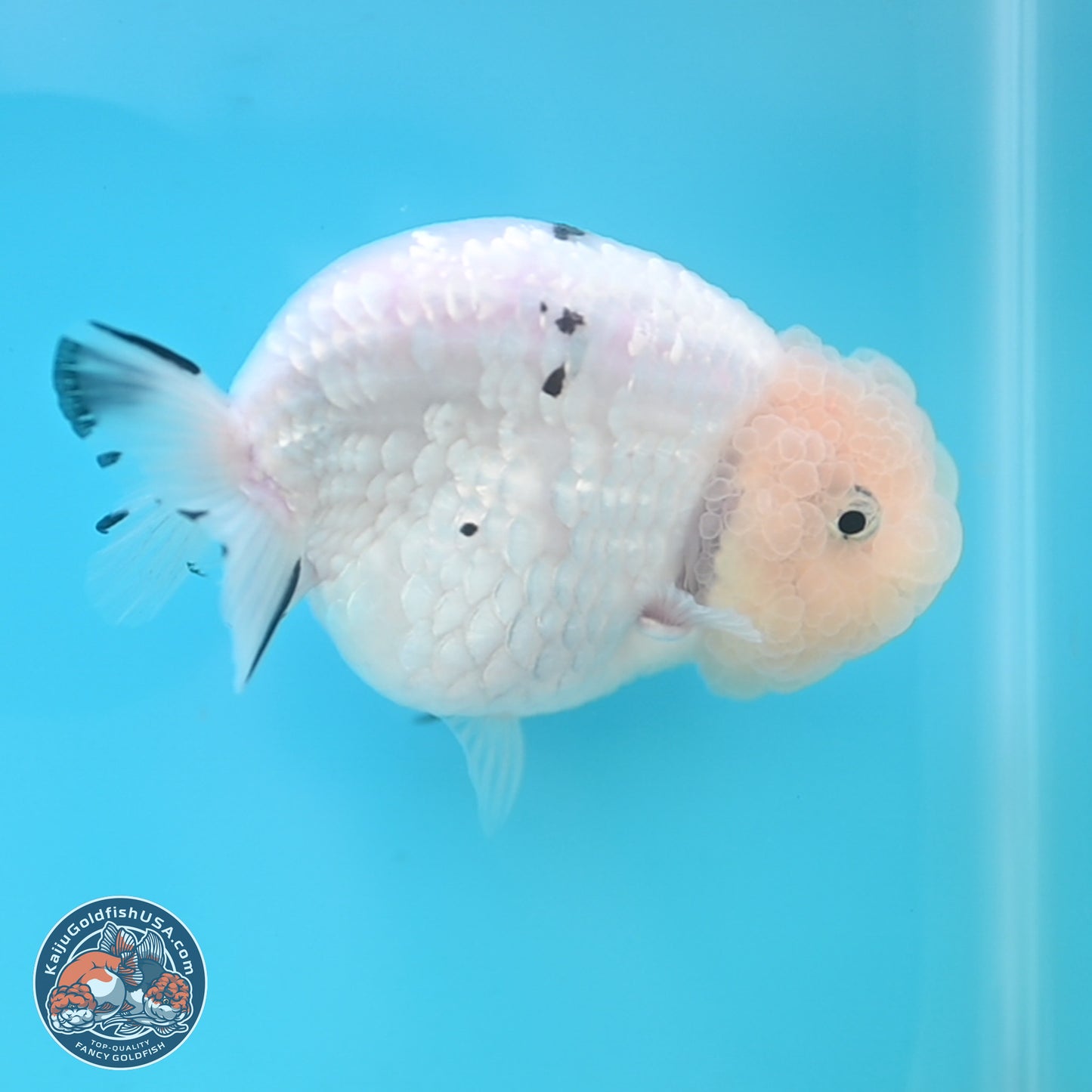 Jade Head White Tiger Ranchu 4 inches Body - Female (250131_RC02)