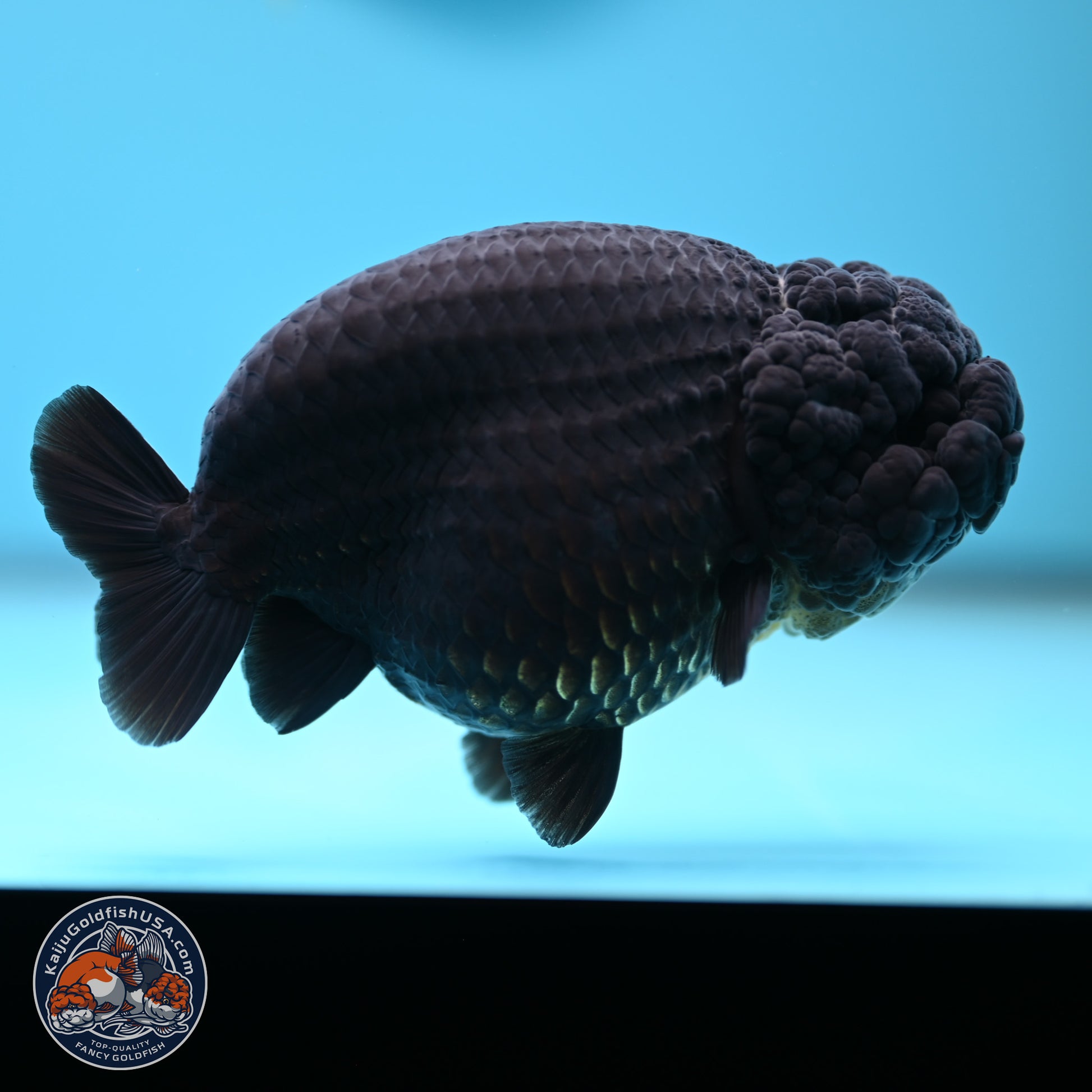 Jet Black Ranchu 5 inches (241101_RC02) - Kaiju Goldfish USA