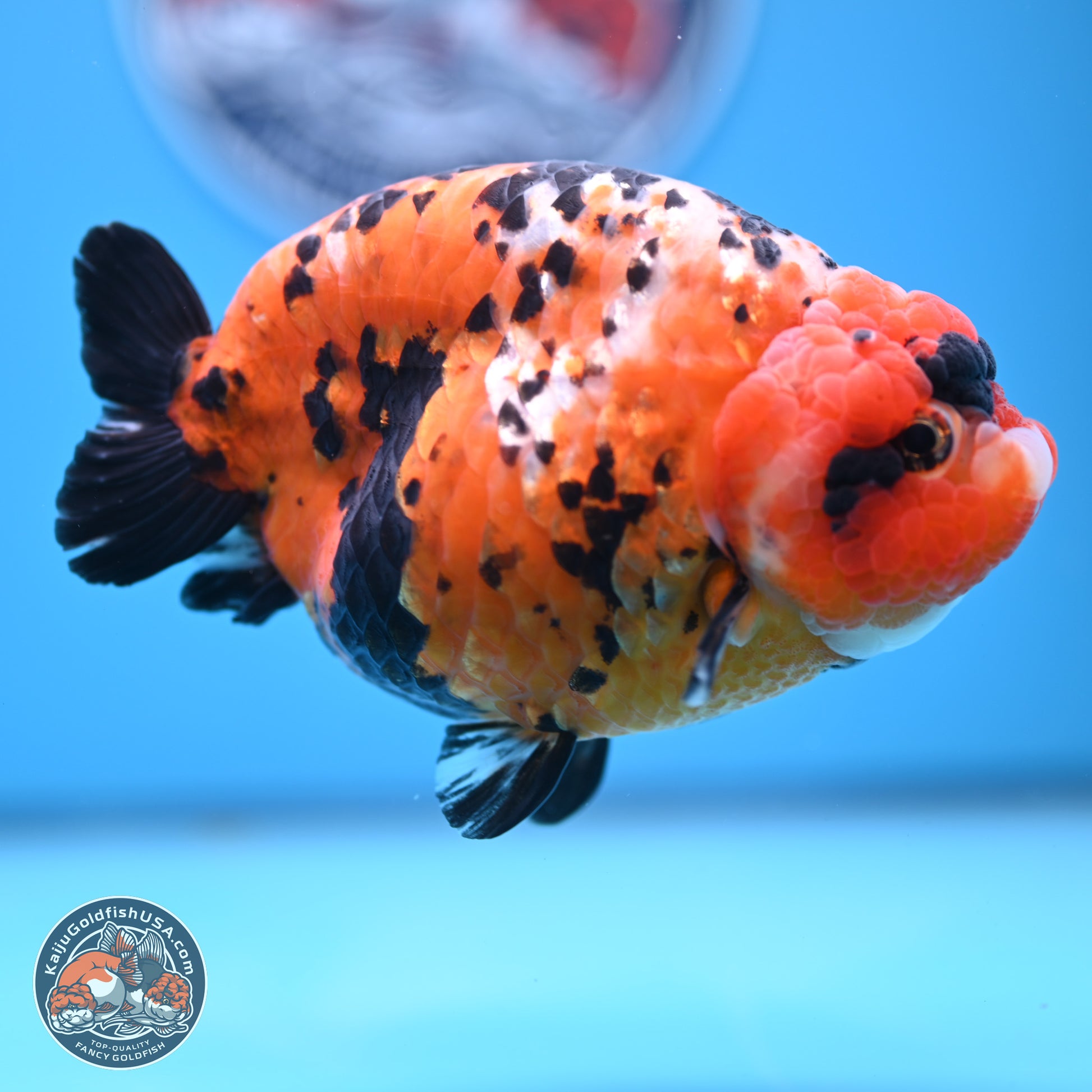 Jumbo Tricolor Cow Ranchu 5.5 inches Body - Female (241227_RC02) - Kaiju Goldfish USA