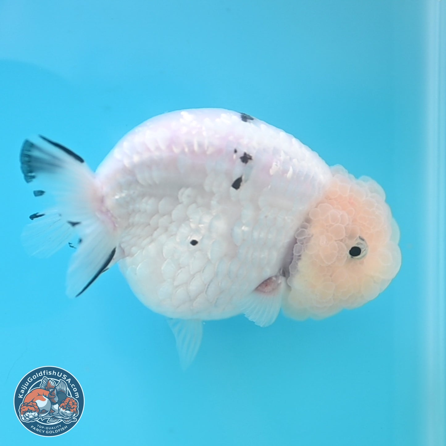 Jade Head White Tiger Ranchu 4 inches Body - Female (250131_RC02)