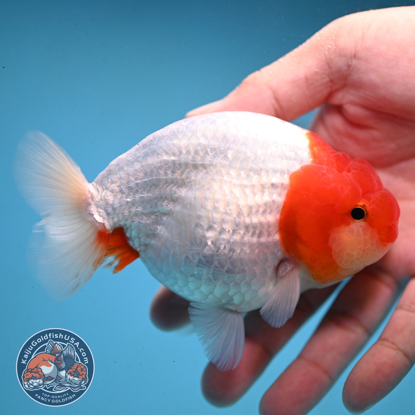 Red White Buffalo Ranchu 4 inch Body (251003_RC02)