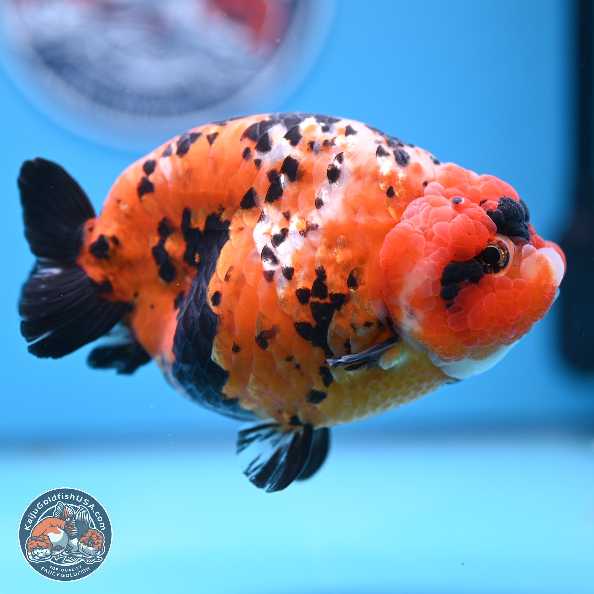 Jumbo Tricolor Cow Ranchu Goldfish for Sale | Kaiju Goldfish USA