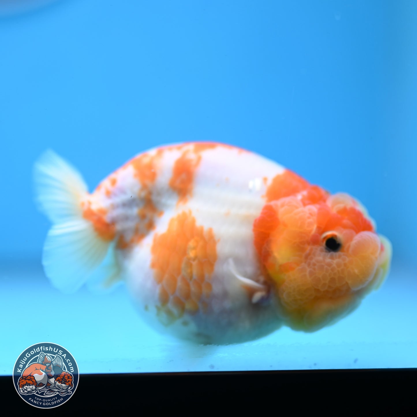 Sakura Ranchu 3.25 inches Body - Female (250228_RC02)