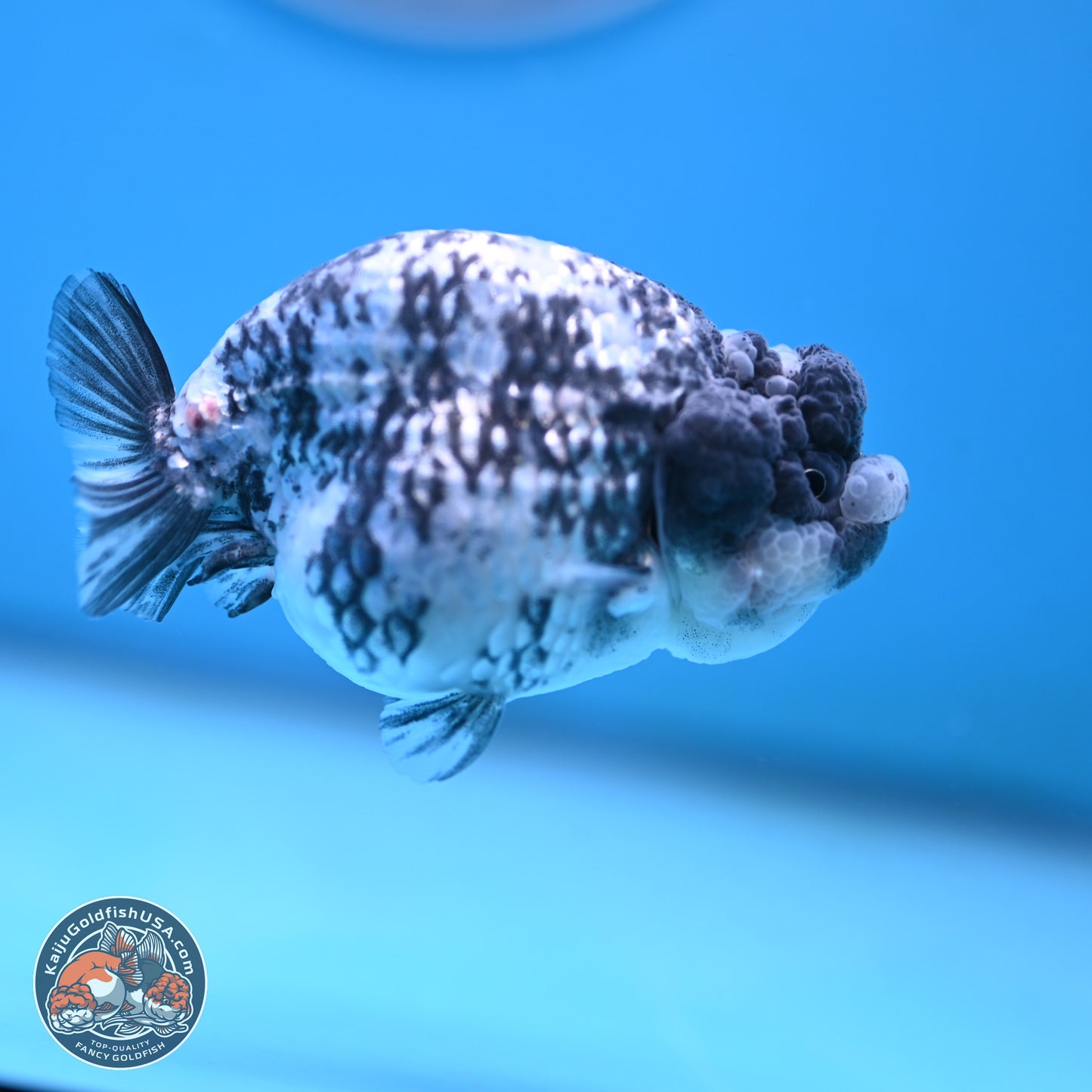 Blue Based Tiger Ranchu 3.5 inches Body - Female (250117_RC02) - Kaiju Goldfish USA