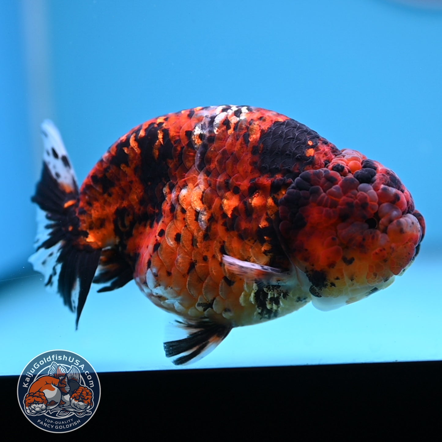 Tiger Ranchu 4.5 inches Body (250530_RC02)