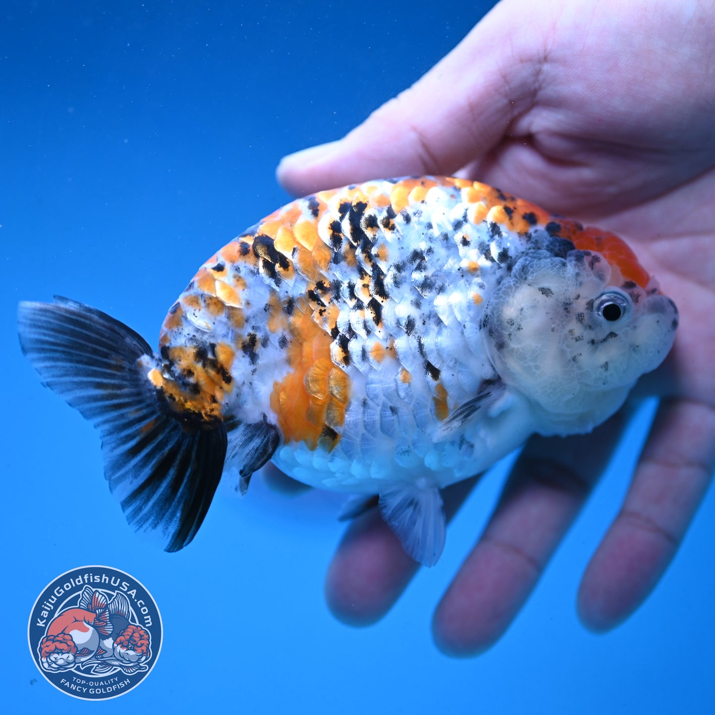 Calico Ranchu 4.5 inch Body (250926_RC02)
