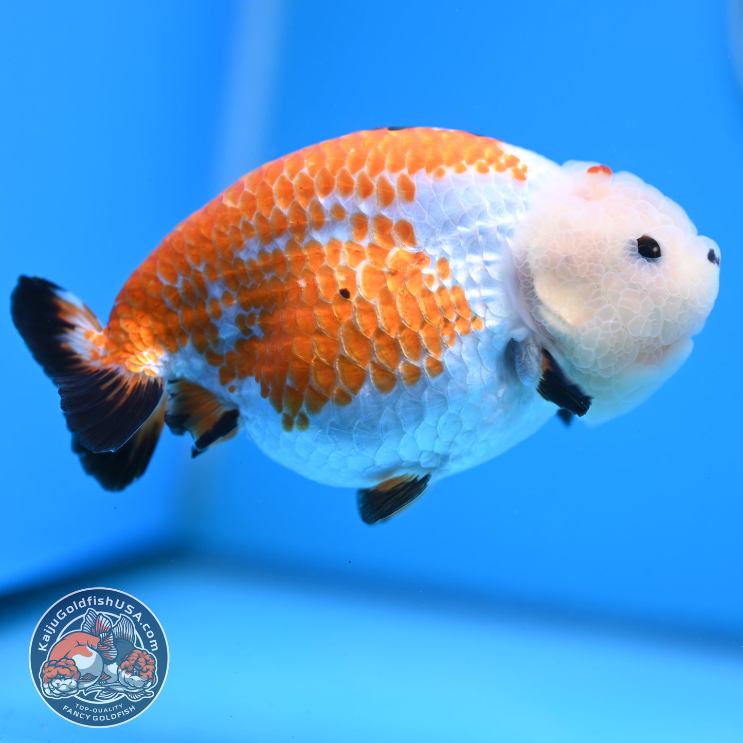 Tricolor Tiny Tail Ranchu 4.75 inches Body (250523_RC02)