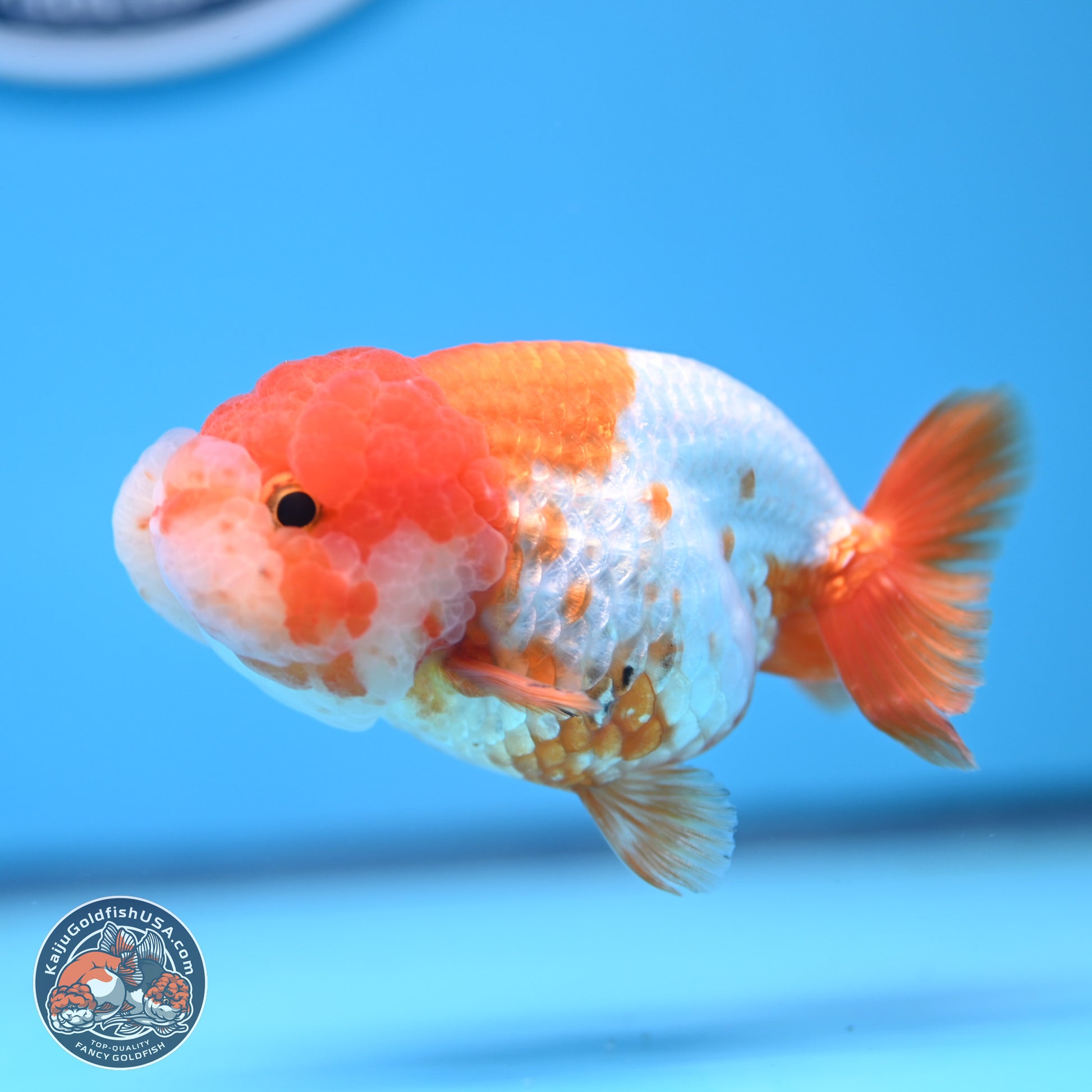 Red White Lionchu 3.5in body (240809_RC02) - Kaiju Goldfish USA