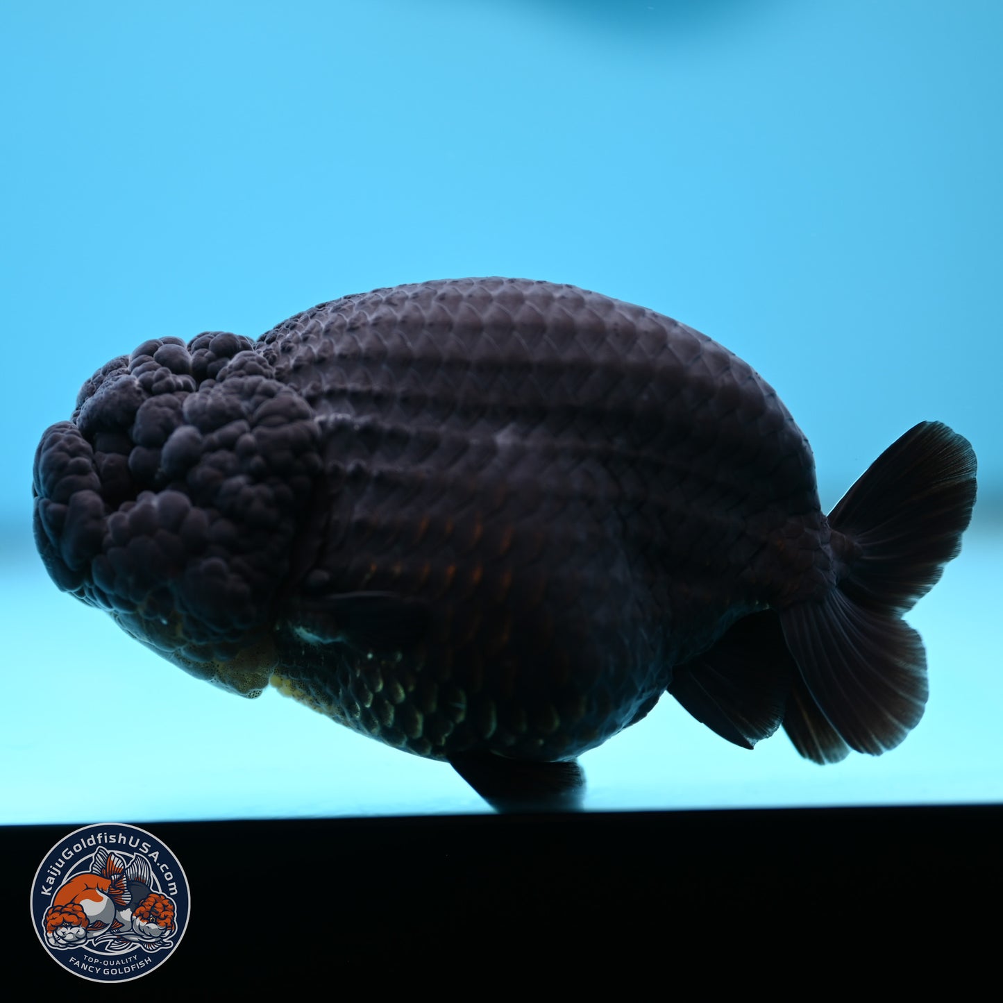 Jet Black Ranchu 5 inches (241101_RC02) - Kaiju Goldfish USA