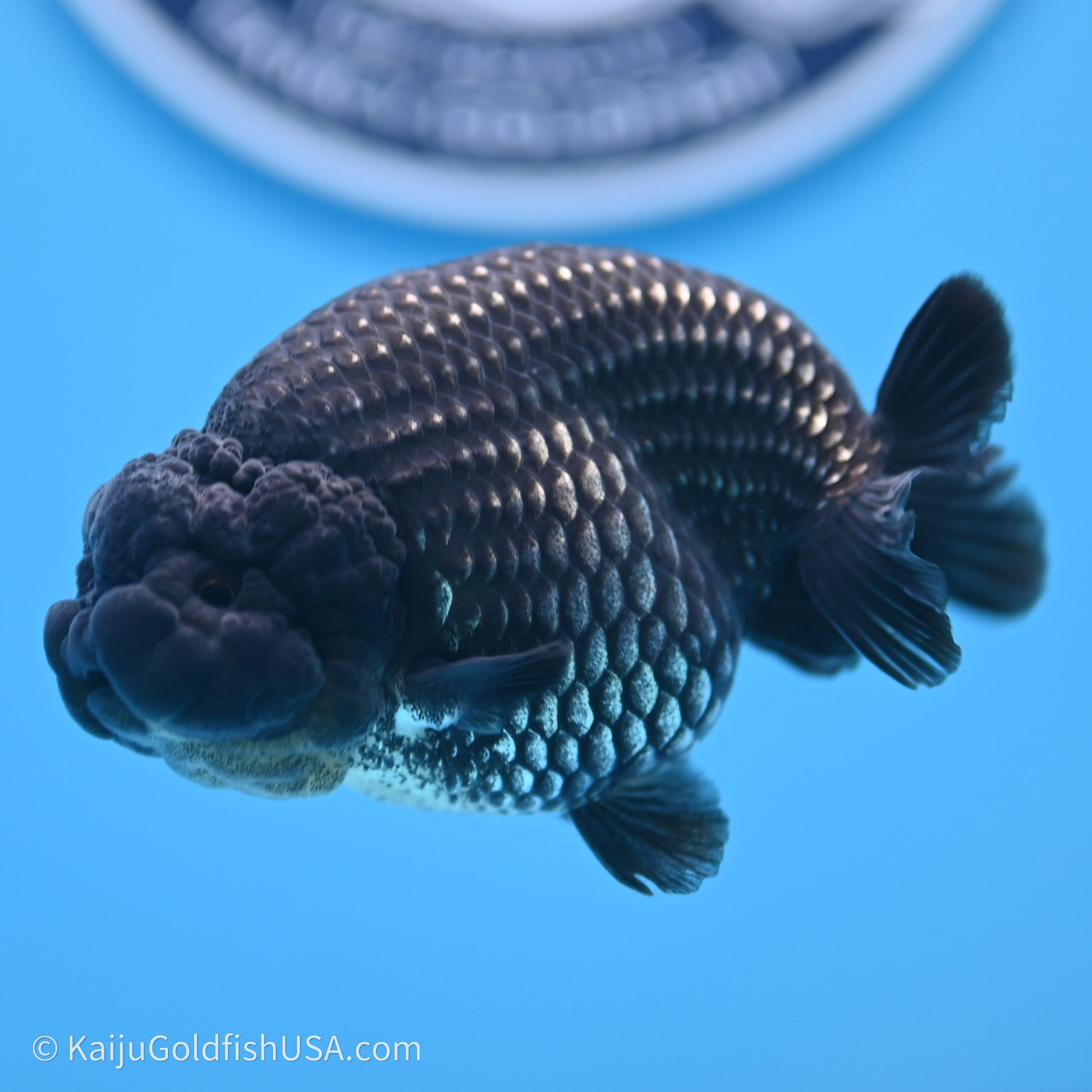 Black Platinum Ranchu 3.5 in Body (240719_RC02) - Kaiju Goldfish USA