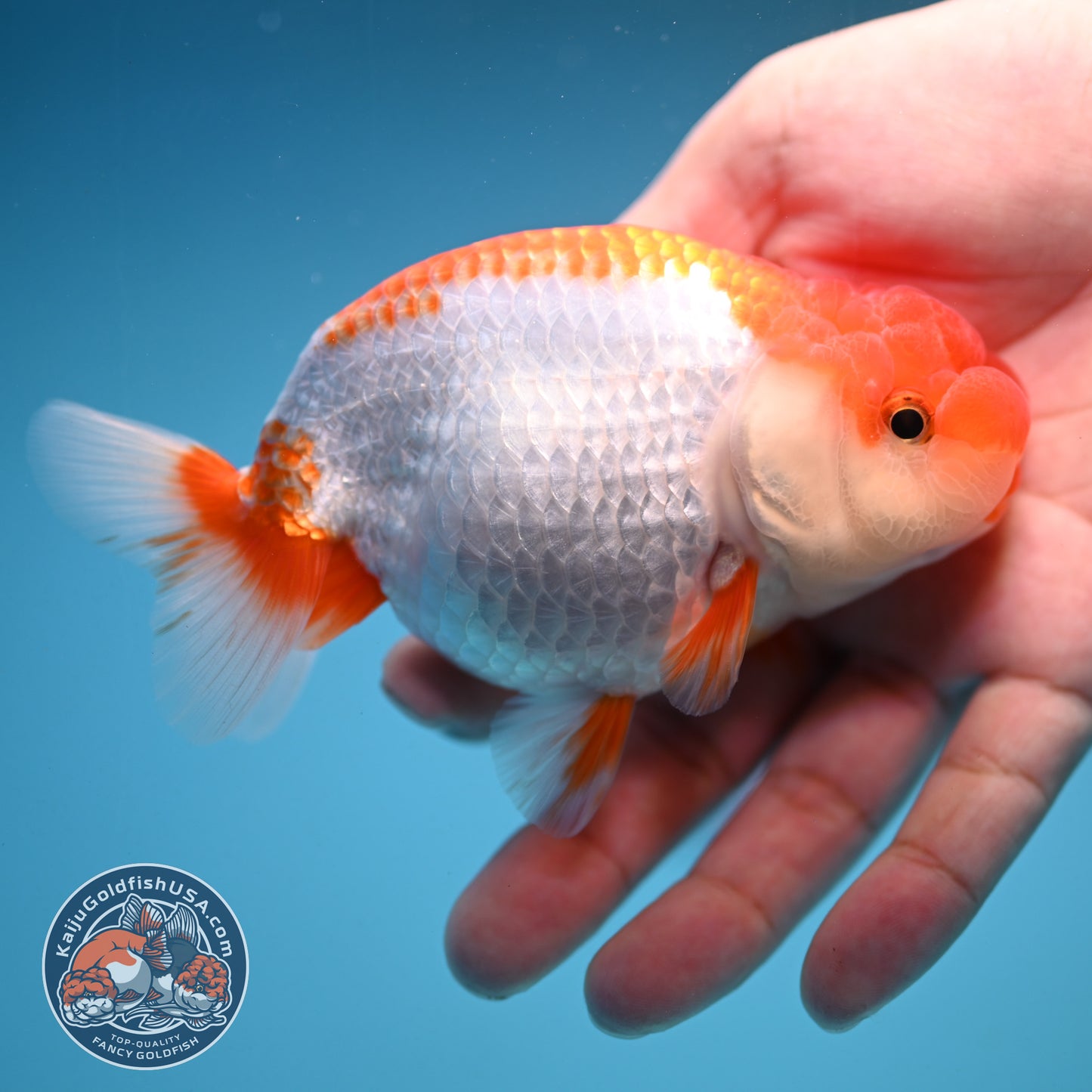 Red White Buffalo Ranchu 4 inch Body (250919_RC02)