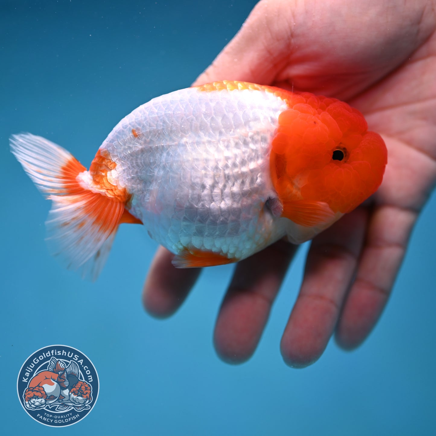 Red Head Buffalo Ranchu 4 inch Body (250912_RC02)