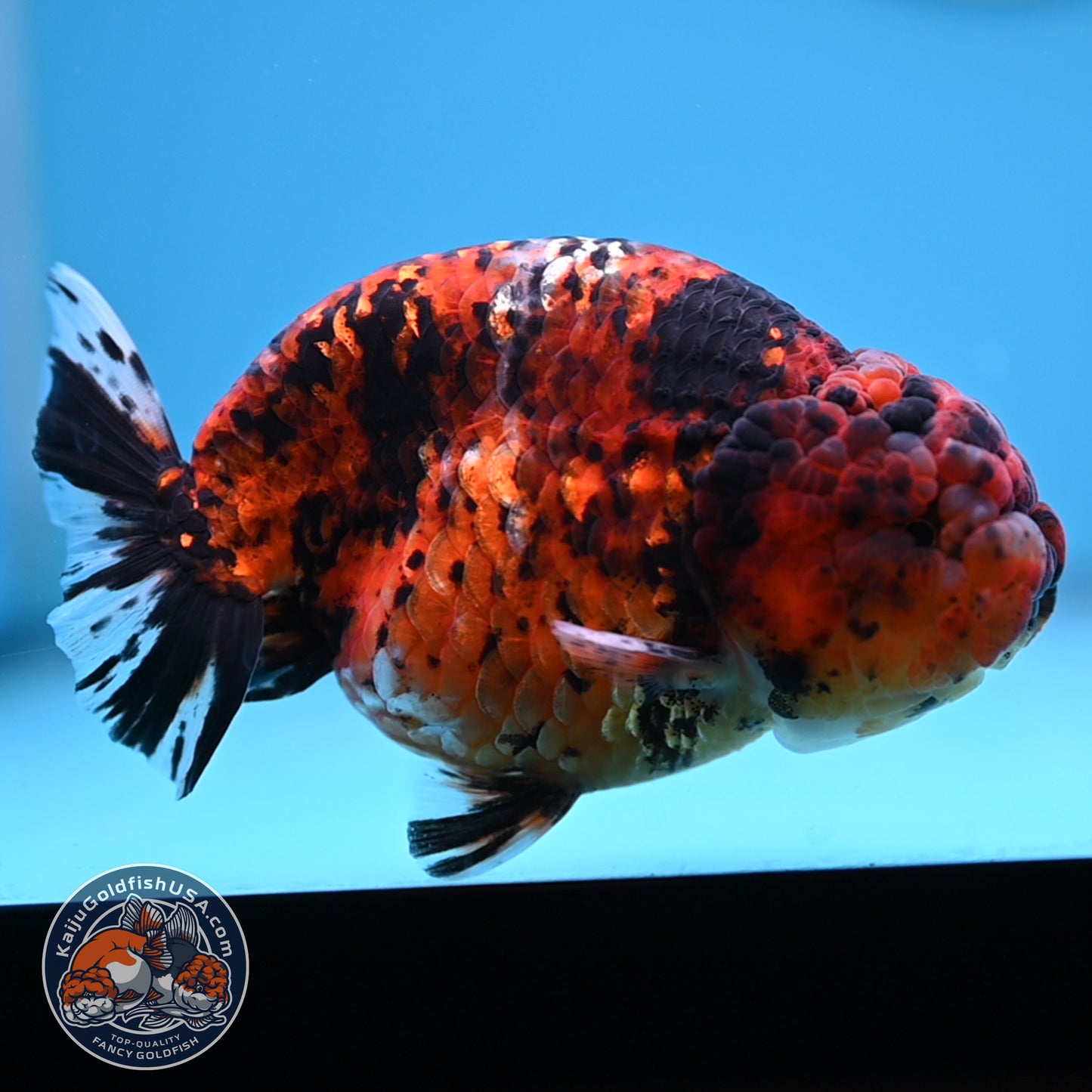 Tiger Ranchu 4.5 inches Body (250530_RC02)