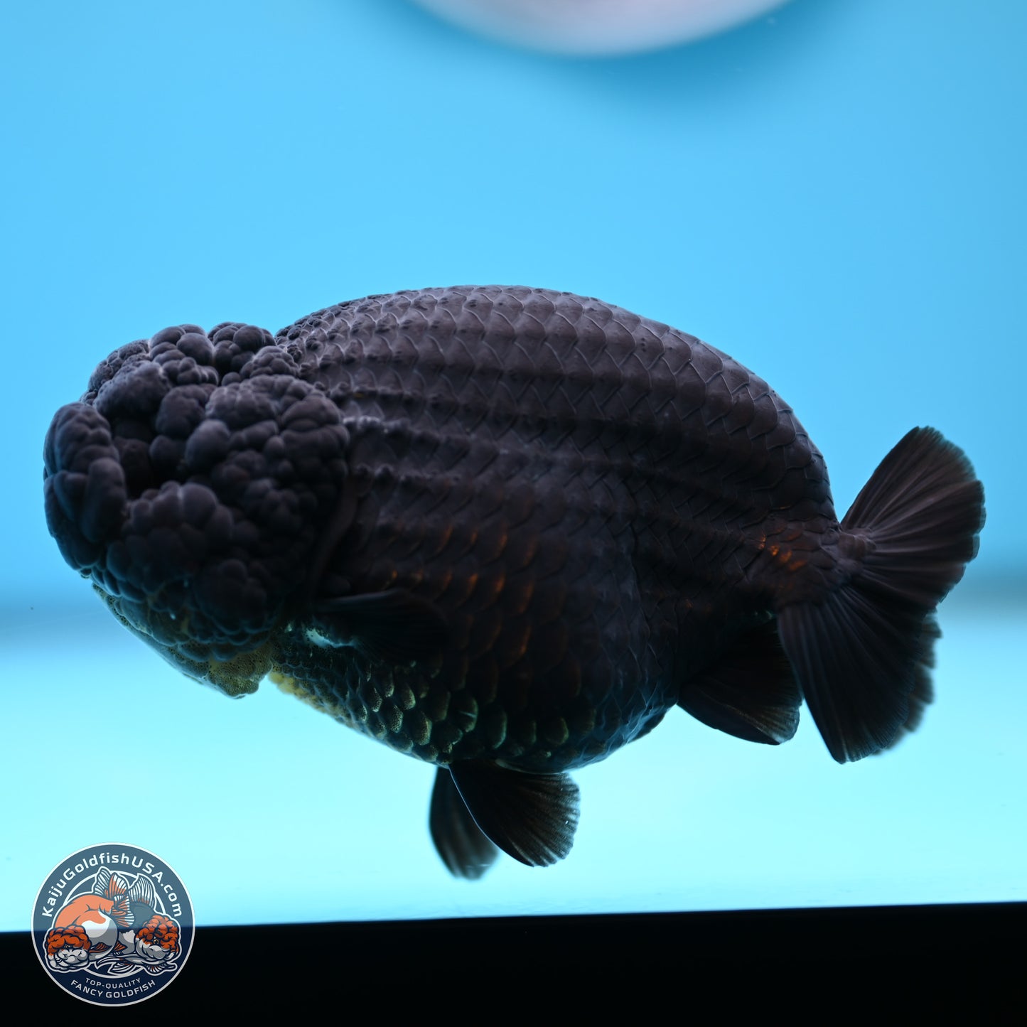 Jet Black Ranchu 5 inches (241101_RC02) - Kaiju Goldfish USA