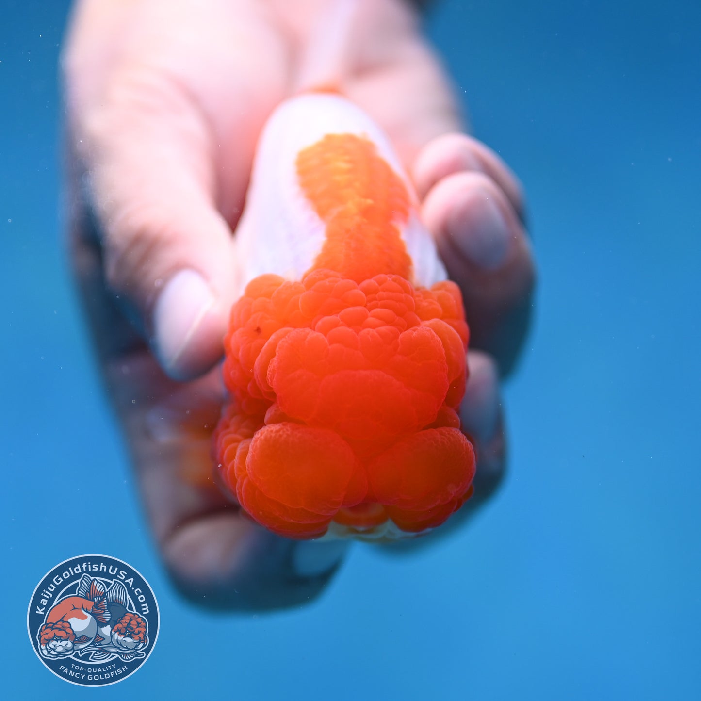 Red Head Buffalo Ranchu 4 inch Body (250912_RC02)